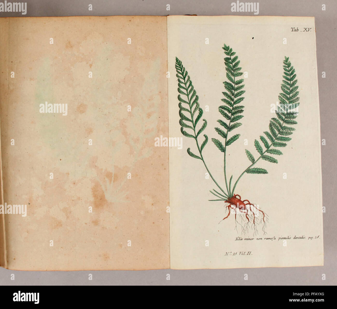 Dieses Werk von Pater Ludwig Feuillee beschreibt nützliche Heilpflanzen in Peru und Chile. Sie enthält detaillierte botanische Beschreibungen der medizinischen Eigenschaften der Pflanzen und ihrer historischen Verwendung. Stockfoto
