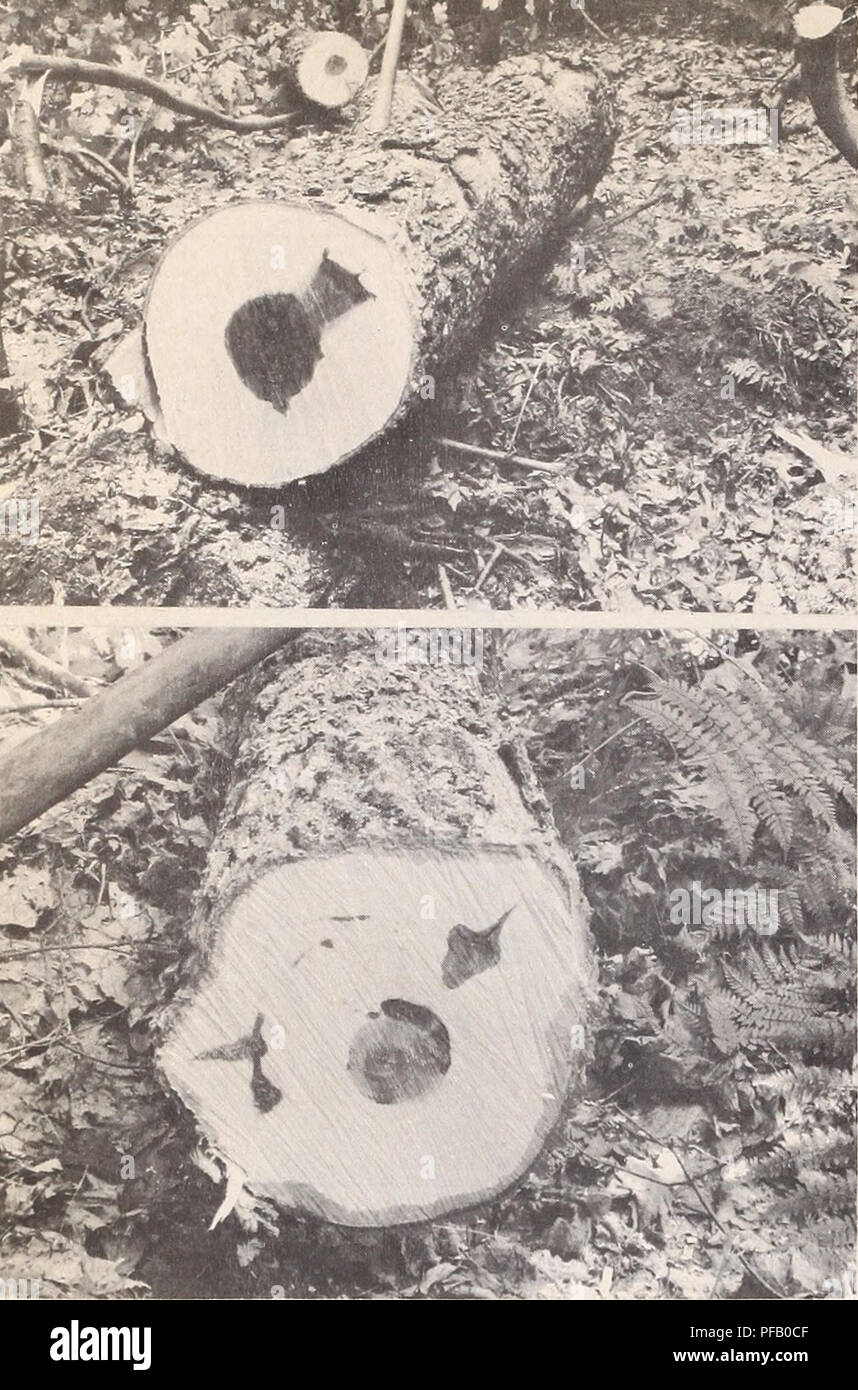 . Verschlechterung der Sugar maple Folgende Logging beschädigt werden. Bäume, Wunden und Verletzungen; Holz - Pilze; Sugar maple. Abbildung 8: Obere Foto: Fächerförmige Verfärbungen werden - neath Klein, Callused - über Narben nur verlängern auf das Kernholz. Diese dunklen, braunen Flecken sind von außen voran in die hellen Kallus Holz verhaftet, das ist das übliche Muster dieses Mangels außer in Narben infiziert von splintholz - rotting Fungi. Unteren Foto: Kleine Protokollierung Narben verheilt sind. Decay ist nicht Pres-ent und der Fleck ist nicht wichtig, da die Verfärbungen nur 11 Zoll erweiterte Längs als Stockfoto