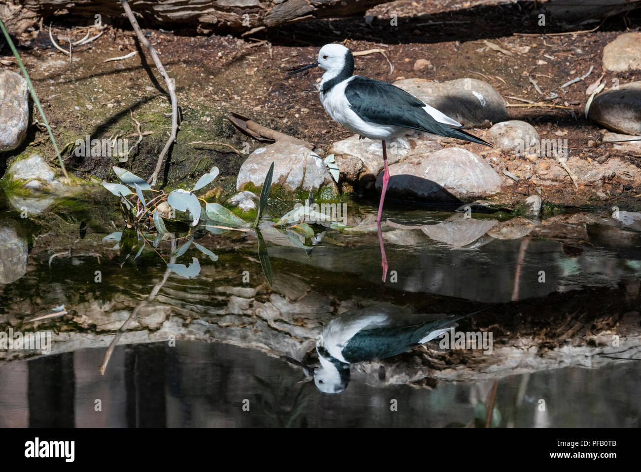 Australien, Northern Territory, Alice Springs. White-headed Stelze aka Black-winged Stelzenläufer (Himantopus leucocephalus) Stockfoto