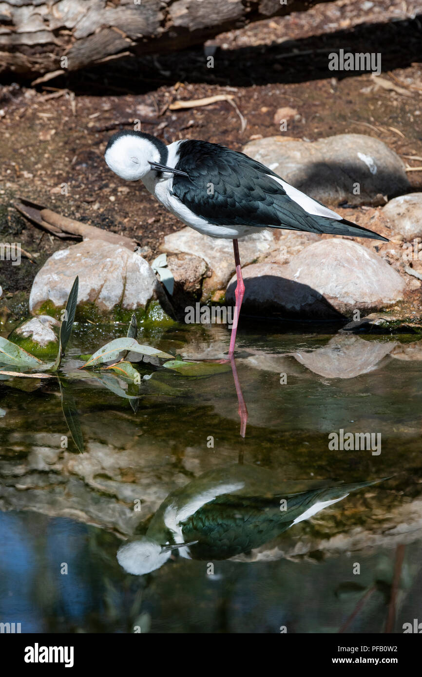 Australien, Northern Territory, Alice Springs. White-headed Stelze aka Black-winged Stelzenläufer (Himantopus leucocephalus) Stockfoto