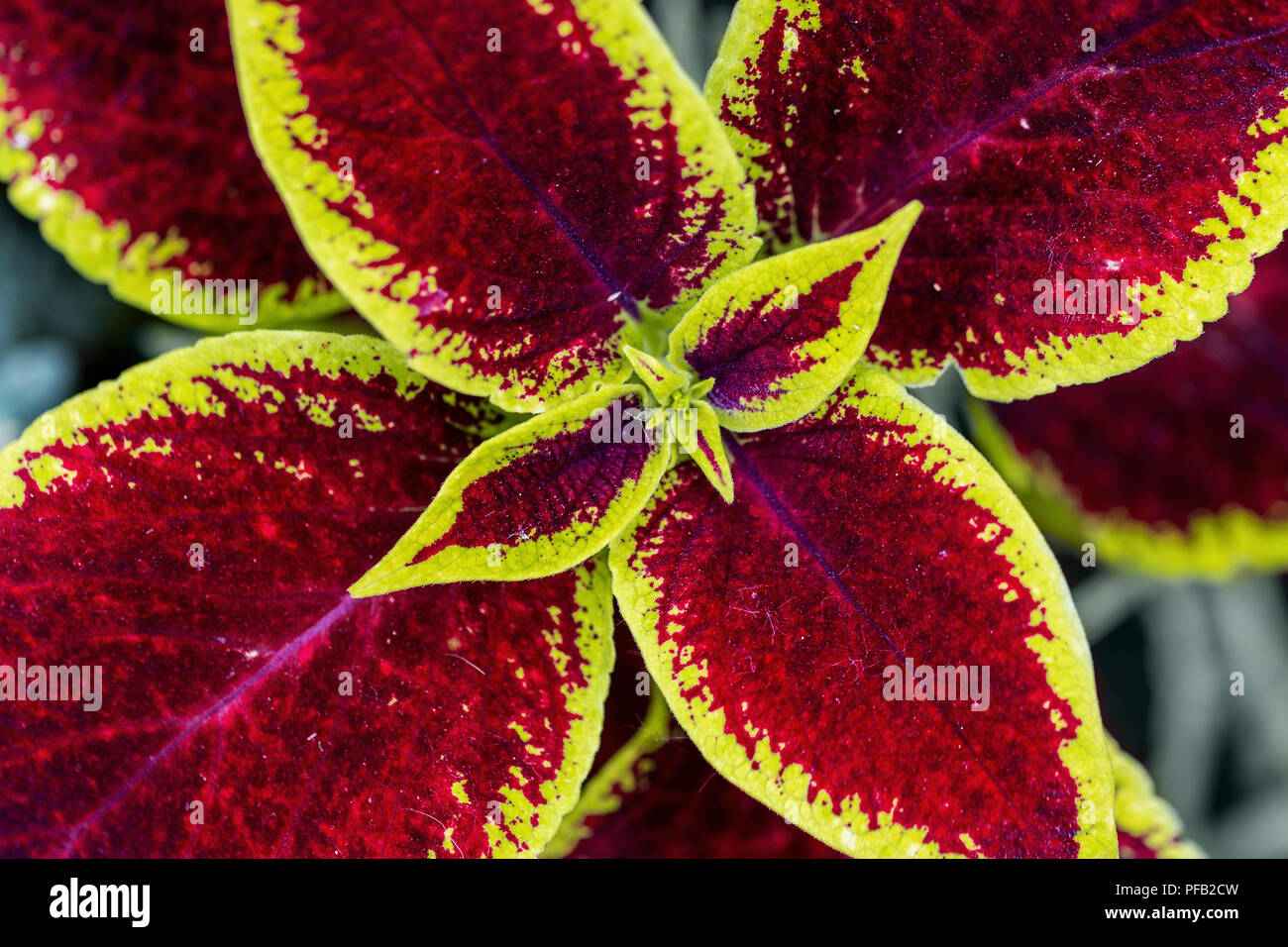 Close-up Farbenfrohe coleus Blumei verlässt. Natürliche, pflanzliche ...