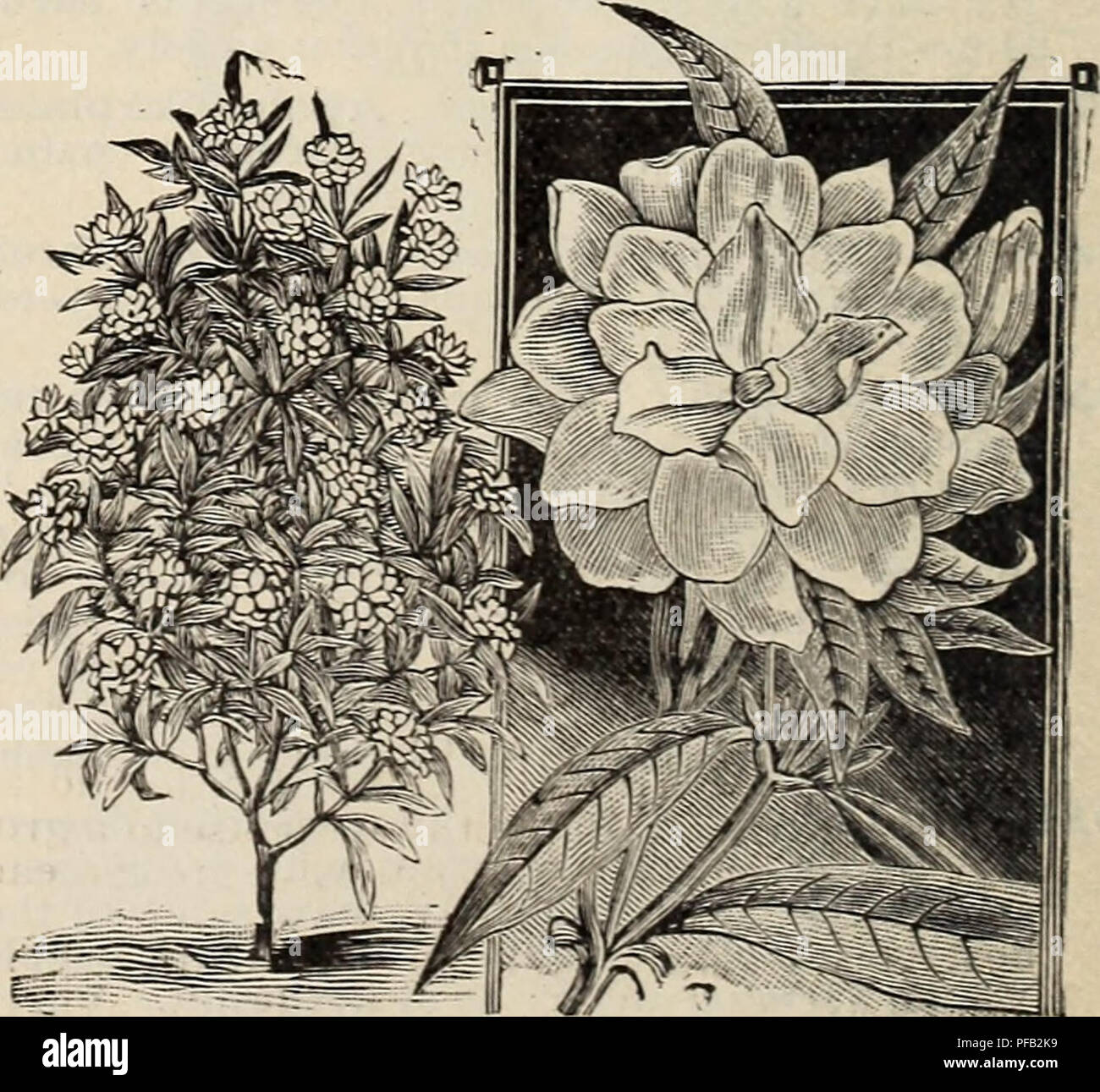 . Beschreibende und illustrierte Katalog der Royal Palm Baumschulen