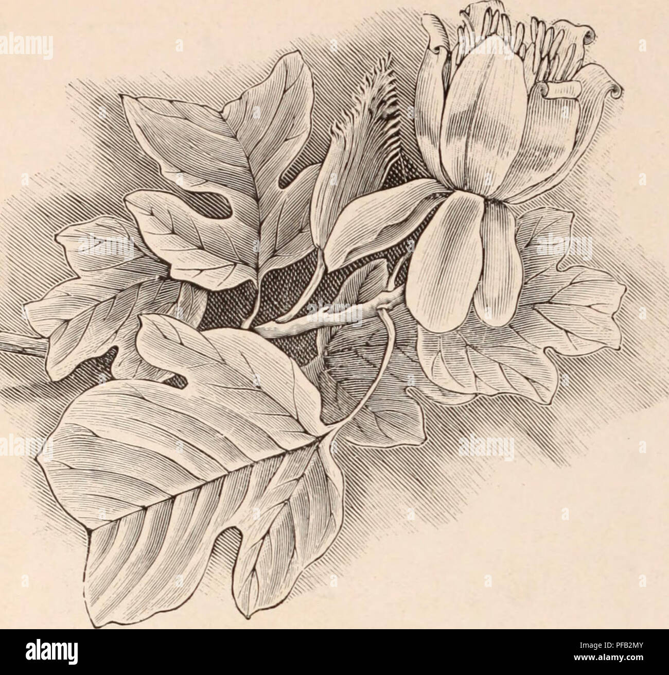 Dieser Katalog der Yokohama Nursery Co. Bietet eine große Auswahl an blühenden Bäumen, Sträuchern, Zwiebeln, Kräutern und Obstbäumen. Es sind spezifische Sorten wie Liriodendron tulipifera und verschiedene Arten von Lotus erhältlich, mit Details über ihre Blütezeiten, Wachstumsmerkmale und im Topf angebaute Optionen zum Verkauf. Stockfoto