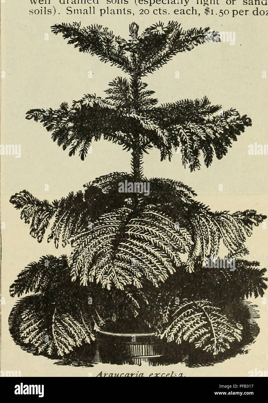 . Beschreibende und illustrierte Katalog der Royal Palm Baumschulen. Baumschulen (Gartenbau) Florida Kataloge; tropische Pflanzen Kataloge; Obstbäume Sämlinge Kataloge; Zitrusfrüchte Industrie Kataloge Kataloge; Obst; Pflanzen, Zierpflanzen Kataloge. Vi. Nadelbäume. "Ho/ho! Der kräftige Kiefer." Hurra! Hurra für die Kiefer." Die Eiche König von er Tiefland, aber die Kiefer ist der König der hillsâaye, und Berge, zu ^'' Ho! Ho! Der kräftige Kiefer! Clubbed Hotu schlägt er seinen Fuß tief in der Felsspalte, oder greift seine Span 7 vilh bewusst macht! Es hebt er seinen Stolz vorne wie Stockfoto