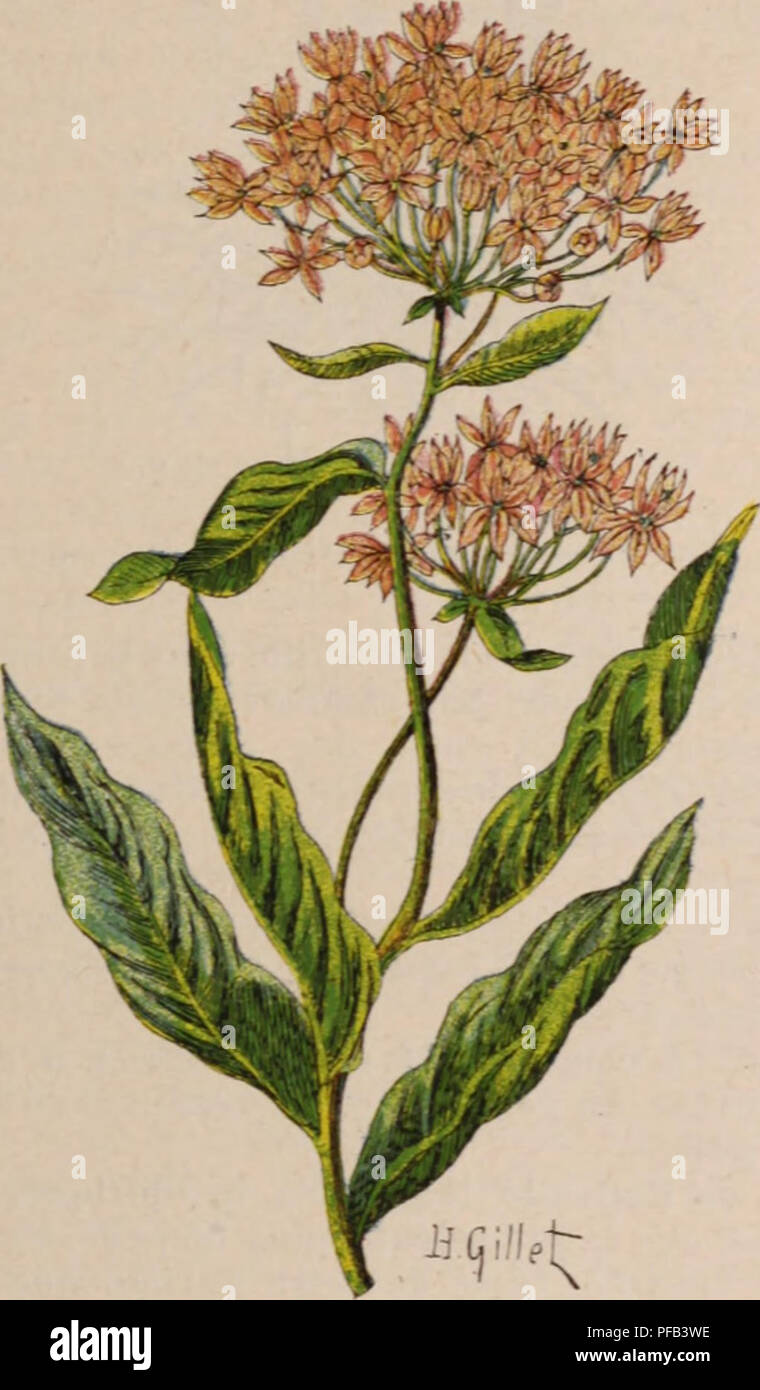 . Wörterbuch d'Gartenbau illustrÃ©/par D. Bois prÃ© Gesicht de Maxime Cornu avec la collaboration de E. André... [Et Al.].. Gartenbau; Wörterbücher.. ASCLEPIAS. Â 1:33 ASIMIXA. pÃ¨cee-Umwelt, des deux AmÃ©riques ot d'A-frique. A. Cornuti Pcne.. Herhe à la Ouate. [Syn.: A. syriaca L.] âFl. Batava 1031. - AmÃ©rique du Nord. Â Vivace. traÃ § ant; haute tige De 1 m. et pluÃ; feuilles ovales: fleurs carnÃ©es, charnues, nombreuses. A. curassavica L. Luis. Atl.pl. Jard.. t. 187. Â Annuel; touffu; Stiele de 60 cm.; feuilles oblongues aiguÃ "s; fleurs coccinÃ © es.en ombelle. A. Maculata Stockfoto