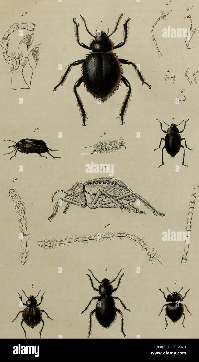 Dieses Werk mit dem Titel *Dictionnaire pittoresque d'histoire naturelle* bietet ein detailliertes und malerisches Wörterbuch über Naturgeschichte und Phänomene, das Illustrationen und Beschreibungen verschiedener Arten und Naturereignisse enthält. Sie dient als wichtige historische Referenz auf dem Gebiet der Naturwissenschaften. Stockfoto