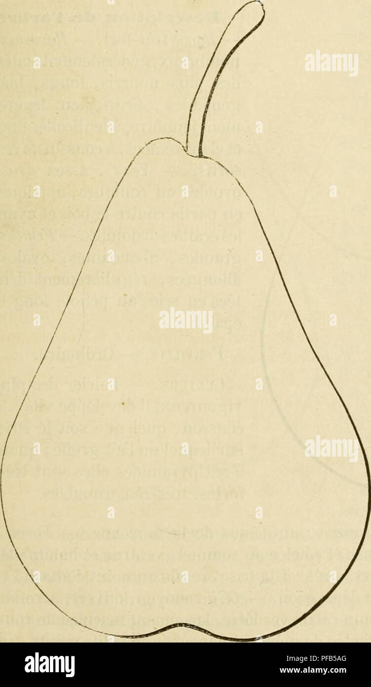. Wörterbuch de pomologie, Contenant l'histoire, la Description, la Abbildung des Früchte Früchte anciens et des modernes les plus g © n©ralement connus et cultivÂ © s. Obst - Kultur. DUC [duchesse Bh "107 antÃ © rieurement Faite de cette Poire, par M. SÃ© cher, puis se crut fondÃ© Ã en rÃ©clamer la propriÃ©tÃ©, ainsi qu'à la nommer BeurrÃ © perrault et le Comice prit Acte de sa demande, auf Le constate À la Seite 209 des Bulletins de ladite annÃ©e. Mais nous, qui tenions Ã©galement cette variÃ©tÃ© de vÃ©wahrhaft, du seul propriÃ©taire de l'arbre, de M. SÃ© cher, qui en la donnant À M. Baptiste Stockfoto