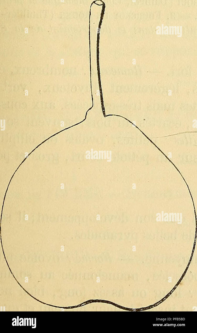 . Wörterbuch de pomologie: Contenant l'histoire, la Description, la Abbildung des Früchte Früchte anciens et des modernes les plus gÃ©nÃ©ralement connus et cultivÃ © s. Obst. DeuxiÃ¨me Art. Qualità ©. Beschreibung du Obst. Â Grosseur; au-dessus de la Moyenne et ins petite. Â Forme: turbinÃ © e-ovoÃ ¯ de ou turbinÃ © e-arrondie, rarement rÃ©guliÃ¨re, Parfois un peu mamelonnÃ©e au Sommet. Â PÃ© doncule: Lange, Gehacktes, recourbÃ©, obliquement ou perpendiculairement implantÃ© À la Surface du Obst. Â Åil: Grand, cotonneux, ouvert ou Mi-Clos, Presque saillant. Â Peau: jaune Clair, ponctuÃ©e et rÃ Stockfoto