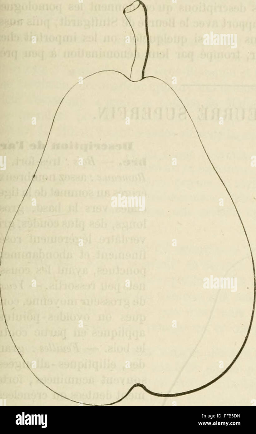 . Wörterbuch de pomologie, Contenant l'histoire, la Description, la Abbildung des Früchte Früchte anciens et des modernes les plus g © n©ralement connus et cultivÂ © s. Obst - Kultur. BEU [rettrrÃ © Stu] 4,31 moyennes, vert foncÃ©, ovales - lancÃ© olÃ© es, acinninÃ © es, Ebenen ou contonrnÃ © es, et ins relevÃ©es en gouttiÃ¨re, faiblement dentÃ © es, portÃ©es sur un pÃ© et frÃªle tiole Gericht. T&gt;Â" - ij - j ox XX, x FertilitÃ ©. Grande. Poire Beurre de Stuttgardt. Kultur. Â Le Franc lui convient Mieux que le cognassier, sa vigueur Ã©tant mÃ©diocre; il fait d'assez jolies Pyramides et ne se Dekor veloppe b Stockfoto