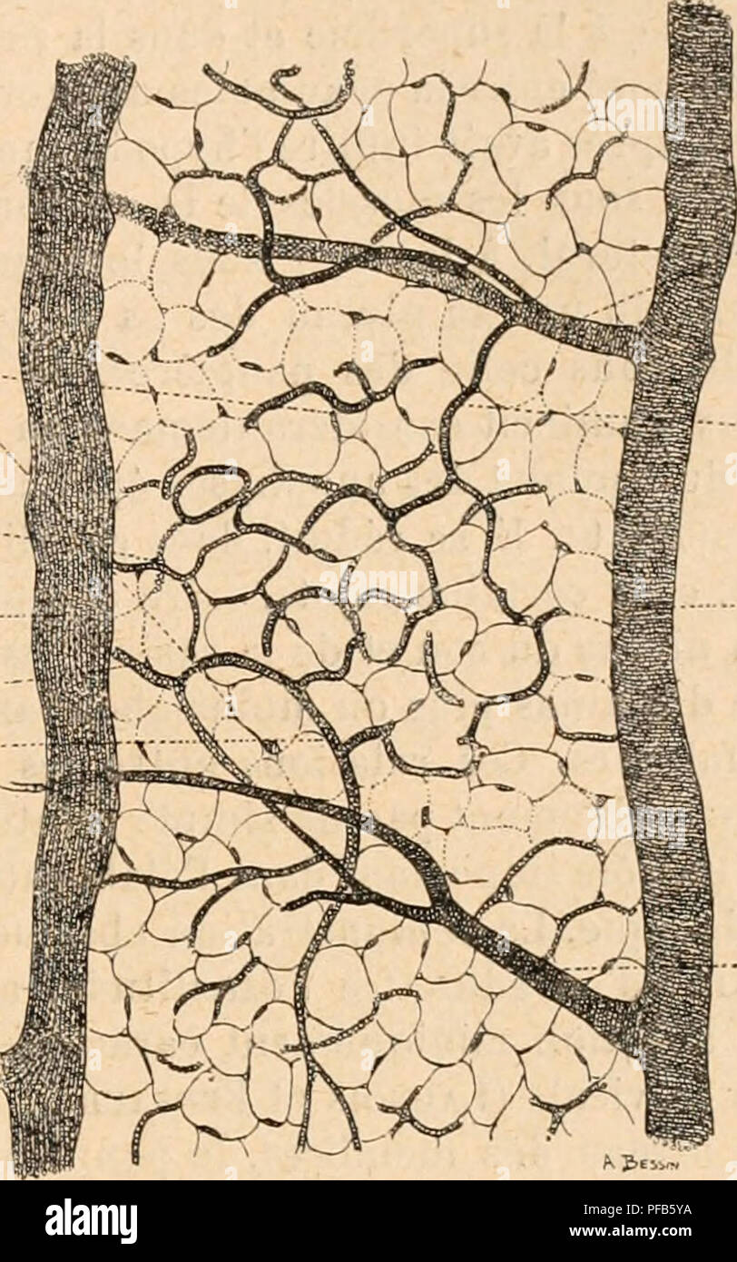 . Wörterbuch de Physiologie. Physiologie. GRAISSES. 731. Seife l'Ã©panouissement complet de rÃ©seaux limbiformes que Nous avons Ã © tudiÃ © s aux premiÃ¨res Phasen du Dekor Actions. Des rameaux artÃ©Riel et veineux sind logÃ©s dans les sillons qui sÃ© Elternteil les uns des autres Les pelotons et englobÃ©s dans les Ã©lÃ©ments mi; mes de la conjonctive Sörmlands. Leurs Divisionen reprÃ©sentent par leurs Anastomosen des rÃ©Meer, ux capillaires qui enserrent dans leurs mailles un mehr oder weniger grand Nombre de vÃ©sicules adipeuses. Parfois une seule Cellule se trouve umschließen dans une vÃ©wahrhaft Käfig vascula Stockfoto