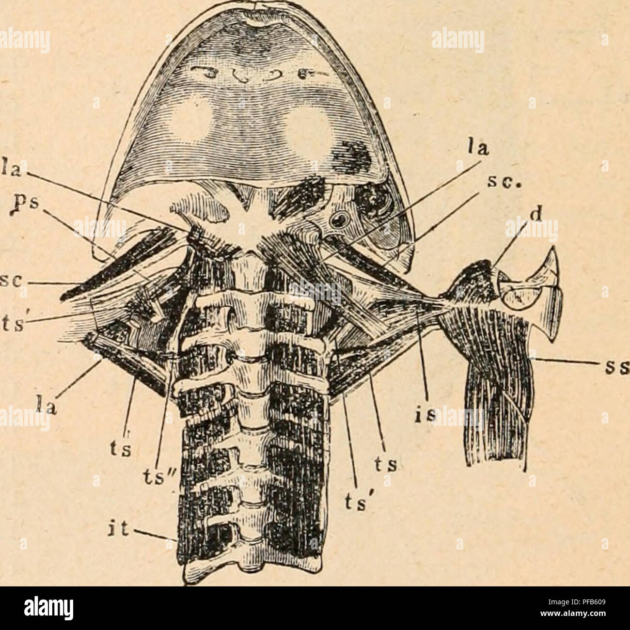 Dieses Bild aus „Dictionnaire de Physiologie“ zeigt anatomische Darstellungen der Muskeln im hyroidalen Bereich, einschließlich detaillierter Beschriftungen und Verbindungen der Schlüsselmuskeln im Nackenbereich, wie der sternohyoiden und omohyoiden Muskeln. Die Abbildungen sind digital aufgewertet und spiegeln möglicherweise keine Originalfarbe wider. Stockfoto