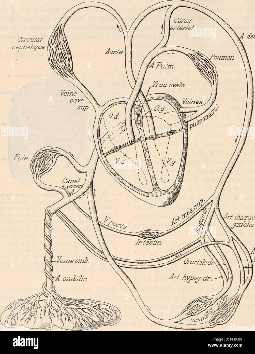 Dieses Wörterbuch der Physiologie in französischer Sprache enthält detaillierte Beschreibungen physiologischer Prozesse, einschließlich des Kreislaufsystems und der Entwicklung des Fetus. Es konzentriert sich auf die Physiologie des Herzens, des Blutkreislaufs und des fetalen Blutflusses. Stockfoto