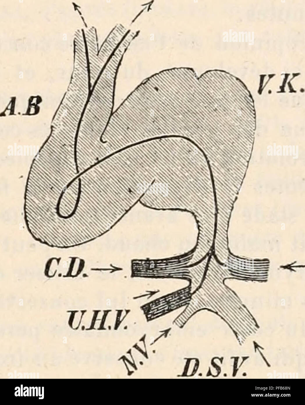Dieses von Persönlichkeiten wie Remak, Prévost und Dumas verfasste Physiologiewörterbuch deckt ein breites Spektrum von Themen der menschlichen und tierischen Physiologie ab, einschließlich anatomischer Systeme und Kreislaufbahnen. Er beschreibt wichtige Merkmale wie die Struktur der Venen und ihre Verbindung zu anderen Körperfunktionen während der Entwicklungsphase. Der Text befasst sich auch mit verschiedenen Stadien der Embryonalentwicklung, insbesondere bei Hühnern. Stockfoto