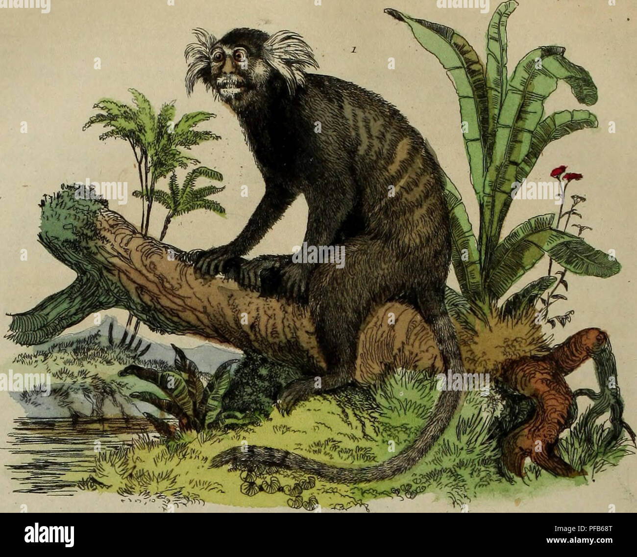 Dieses malerische Wörterbuch behandelt die Naturgeschichte und die Naturphänomene und beschreibt verschiedene wissenschaftliche und natürliche Vorkommnisse. Es enthält Informationen über verschiedene Arten und geologische Phänomene. Stockfoto