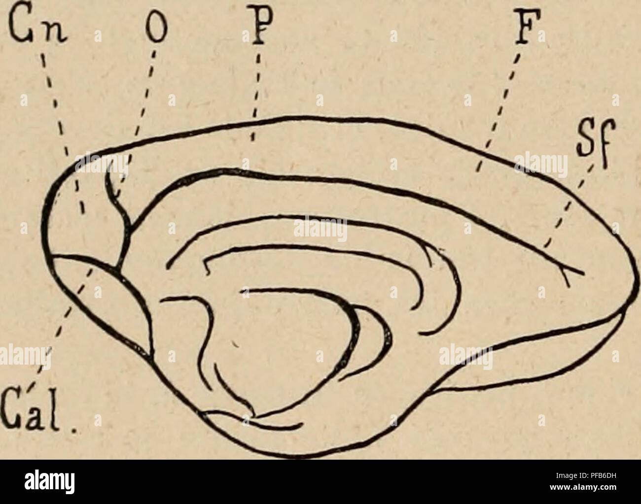 Dieses französische Physiologiewörterbuch befasst sich mit der anatomischen Entwicklung von Hirnregionen, einschließlich der Schläfen-, Parietal- und Insellappen, und der Entwicklung dieser Merkmale bei Primaten, insbesondere im Hinblick auf das menschliche Gehirn. Stockfoto