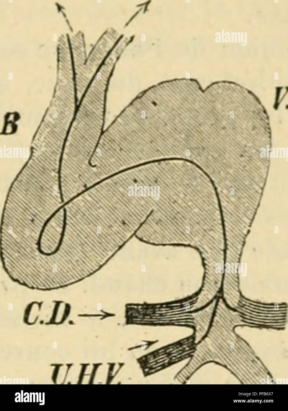 Dieses französische Wörterbuch bietet einen detaillierten Einblick in die Physiologie, einschließlich der Funktionen und Entwicklung menschlicher Organe, mit Schwerpunkt auf Organaktivität im Frühstadium, wie z. B. Herzentwicklung. Es erklärt die physiologischen Prozesse, die zur Bildung und Funktion von Organen im menschlichen Körper führen. Stockfoto