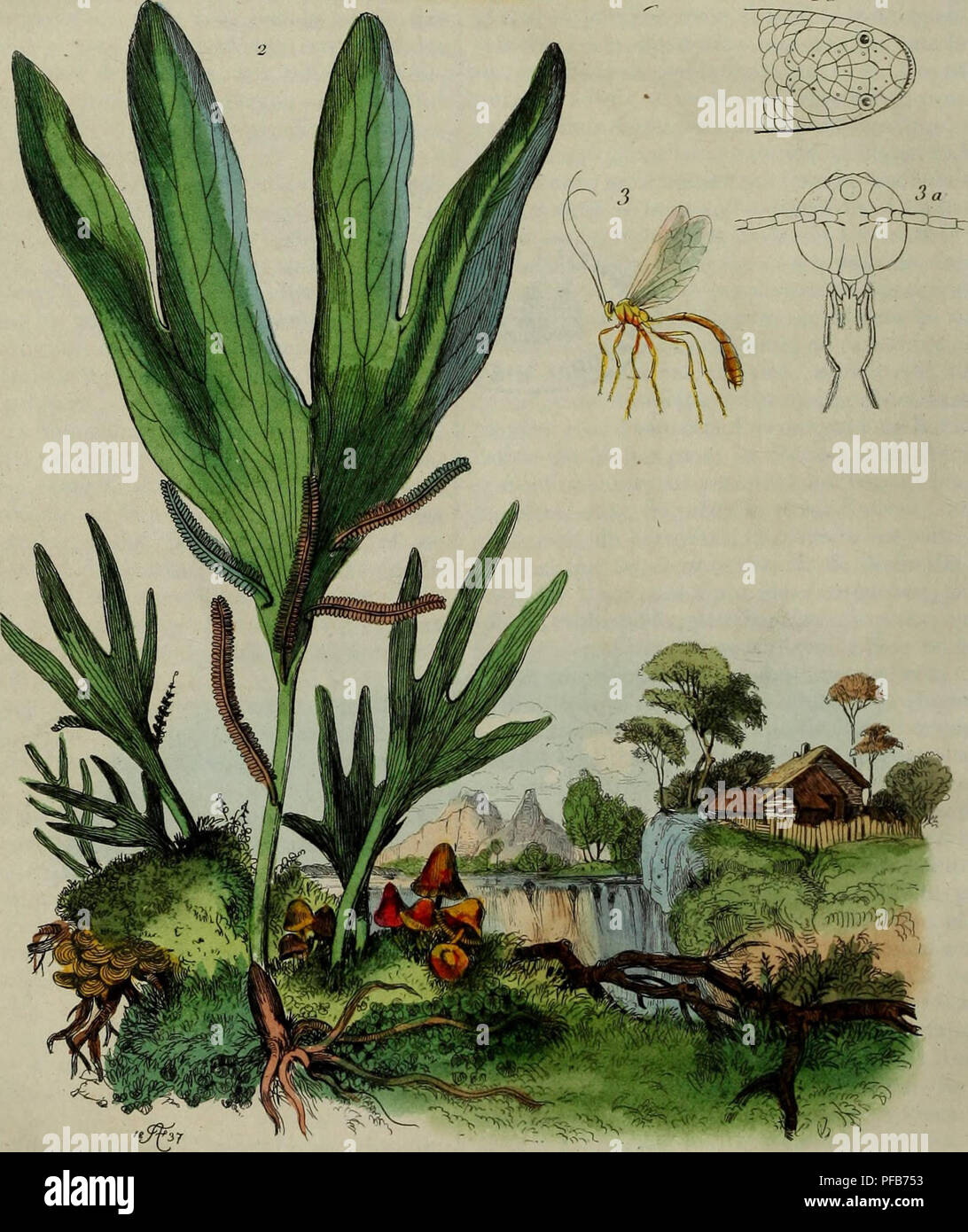 Dieses französische Werk präsentiert ein malerisches Wörterbuch über Naturgeschichte und Phänomene, das eine breite Palette von Naturwundern, Tieren und Umweltprozessen mit detaillierten Illustrationen und wissenschaftlicher Genauigkeit beschreibt. Stockfoto