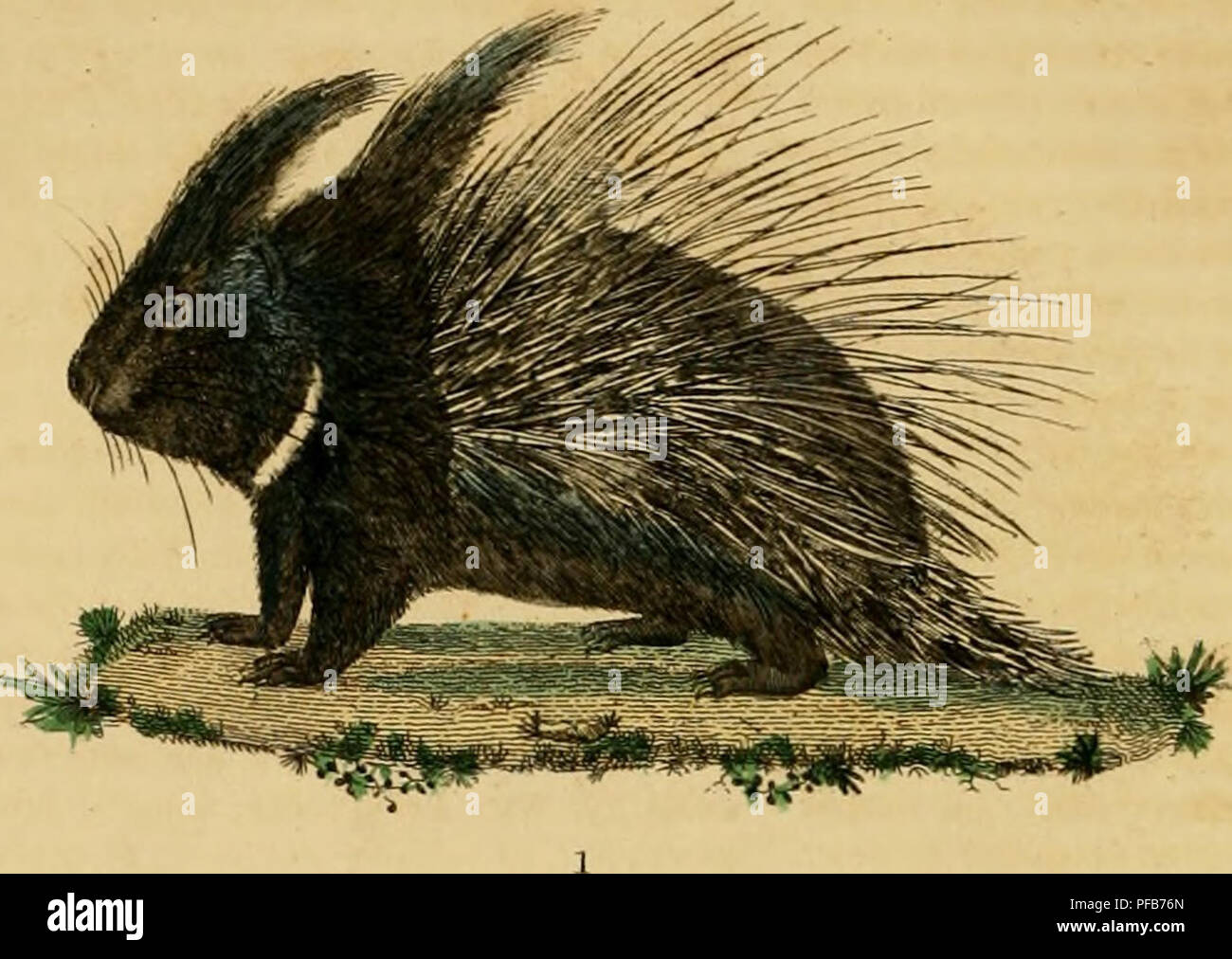 . Wörterbuch classique des sciences naturelles présentant La