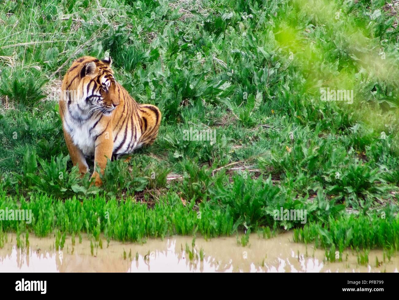 Tiger durch den Stream, wartet auf seine Umdrehung zu trinken. Stockfoto