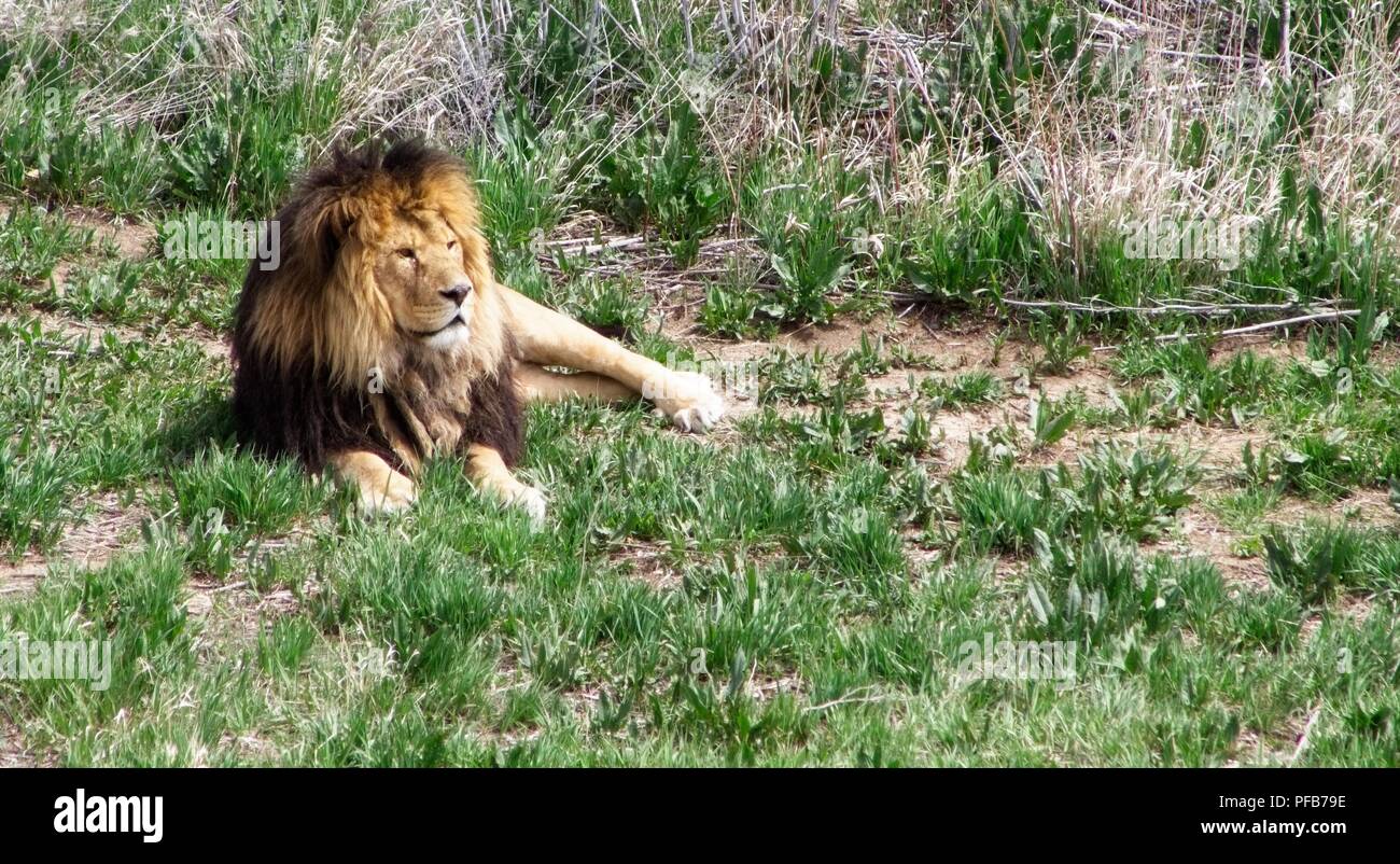 Afrikanischer Löwe ruhen im Grasland. Stockfoto
