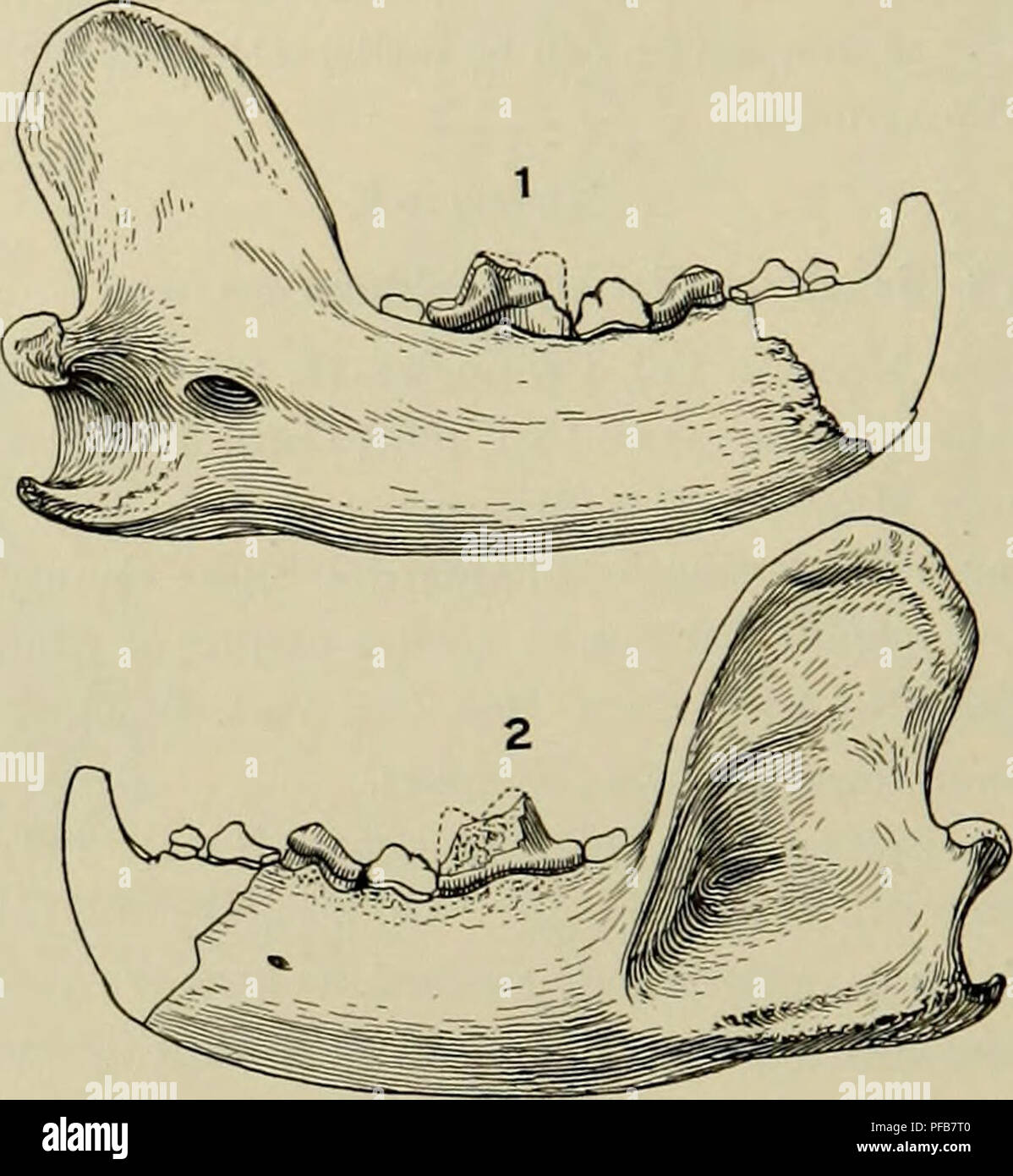 . Beschreibung der neuen Fleischfresser aus dem Miozän der westlichen Nebraska. Carnivora, Fossil, Paläontologie, Paläontologie. 270 MEMOIREN DER CARNEGIE MUSEUM Coronoid Prozeß, quer breit und gut kondylus, schwere masseter Kante gerundet und prominenten Haken - wie Winkel. Das kondylus ist auf eine horizontale Linie mit den denti-tion und ist etwas geringer als in Meles Taxus und mehr wie die von Gulo luscus. Den ramus ist in der Region pT gebrochen, aber diesen Zahn in der Art vorhanden ist. P? Ist. Abb. 64. Unterkiefer des ParoUgobunis simplicidens. j $ Uat. Größe. 1, Innenansicht der Kiefer; 2, externe Ansicht von Kiefer Stockfoto
