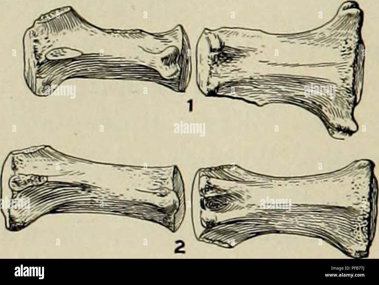 . Beschreibung der neuen Fleischfresser aus dem Miozän der westlichen Nebraska. Carnivora, Fossil, Paläontologie, Paläontologie. Abb. 58. Der rechten Seite des Unterkiefers-Fragment und Krone Ansicht der Zähne der Borocyon robustum. Nat. Größe. Nr. 1918. Abb. 59. Kaudaler Wirbel; Borocyon robustum. J NAT.?. Nr. 1918. 1, laterale und ventrale Ansichten der Kaudalen 7; 2, laterale und ventrale Ansichten der kaudalen? 9. Daphcenodon gibt es eine kurze diastema zurück der Hunde. PT ist single-verwurzelt. P^niedrig ist - gekrönt und hat die protoconid platziert mehr vorher als in Daphosnodon, die in einer weniger entwickelten anterior und großartige Ergebnisse Stockfoto