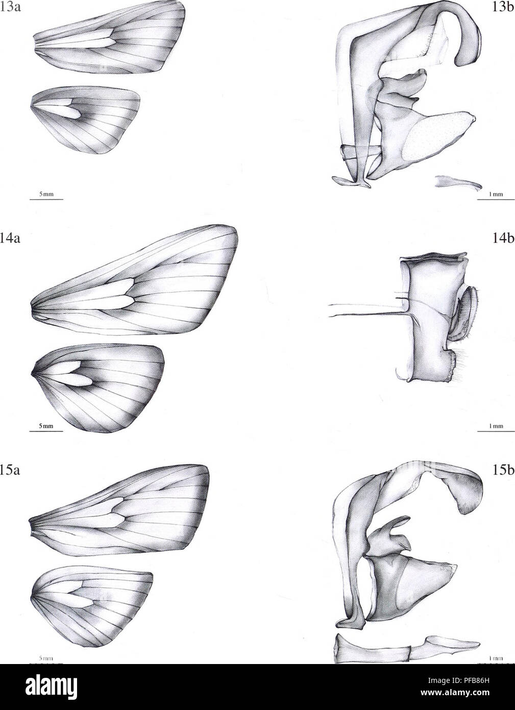 . Die Beschreibung einer neuen Gattung und Zwanzig - drei neue Arten von Metarbelidae (Lepidoptera: Cossoidea) Von den Gebirgen tropischen Regenwälder der Guineo-Congolian Region mit Hinweisen auf Lebensräume und Biogeographie/Ingo Lehmannn. 52. Abbildung 13 ein. Wing aderung von: Haberlandia isakaensis Spec, keine v., männlich, holotypus. 14a. Haberlandia rudolphi Spez., Aug., weiblich, holotypus. 15 ein. Haberlandia isiroensis Spez., Aug., männlich, holotypus. Abbildung 13 b. Genitalien: Haberlandia isakaensis Spez., Aug., männlich, holotypus. 14 b. Haberlandia rudolphi Spez., Aug., weiblich, holotypus. 15 b. Haberlandia isiroensis Spez., nov. Stockfoto