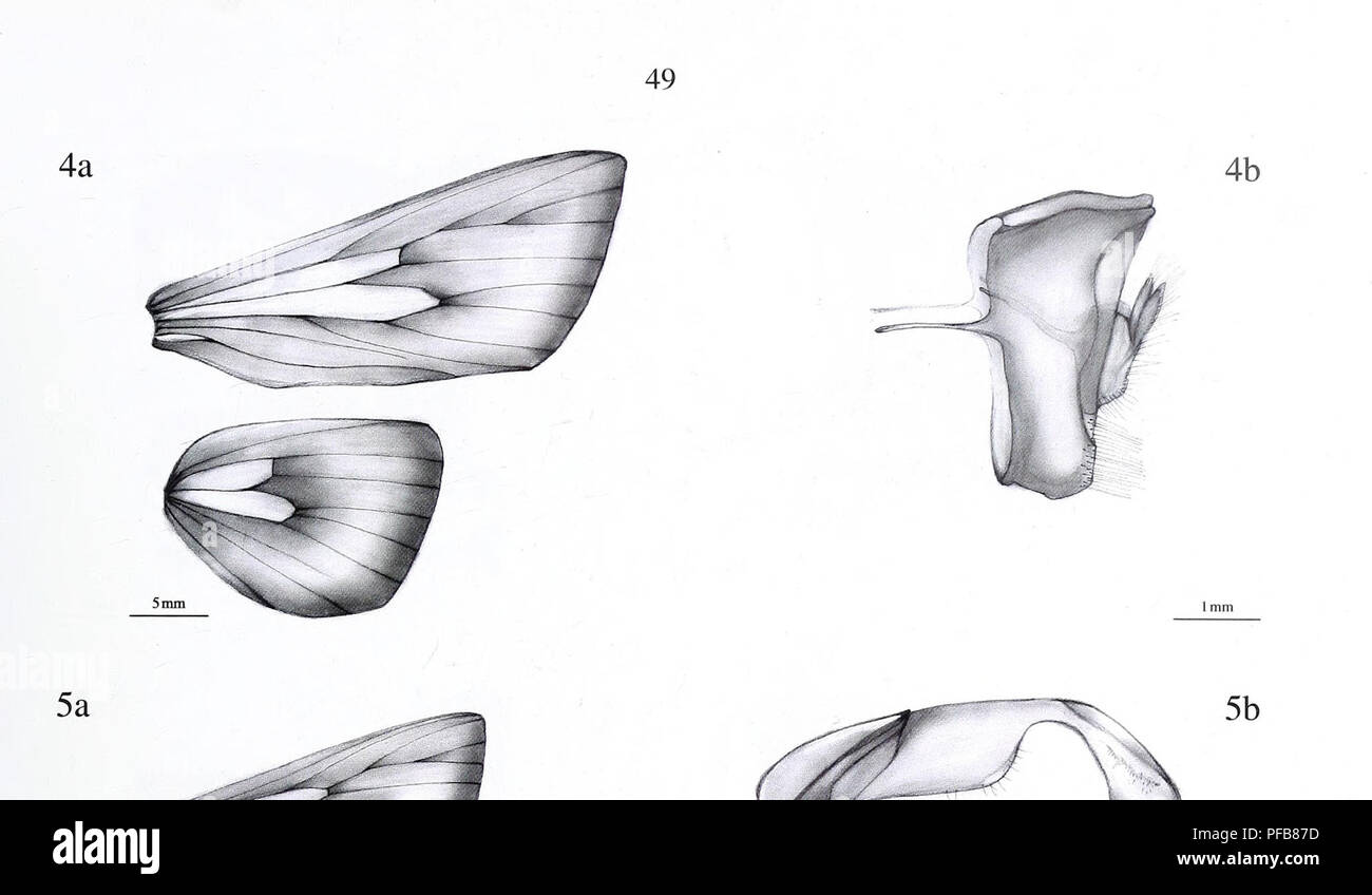 . Die Beschreibung einer neuen Gattung und Zwanzig - drei neue Arten von Metarbelidae (Lepidoptera: Cossoidea) Von den Gebirgen tropischen Regenwälder der Guineo-Congolian Region mit Hinweisen auf Lebensräume und Biogeographie/Ingo Lehmannn. . Bitte beachten Sie, dass diese Bilder sind von der gescannten Seite Bilder, die digital für die Lesbarkeit verbessert haben mögen - Färbung und Aussehen dieser Abbildungen können nicht perfekt dem Original ähneln. extrahiert. Ingo Lehmann. Ingo Lehmann: Hamburger; Stockfoto