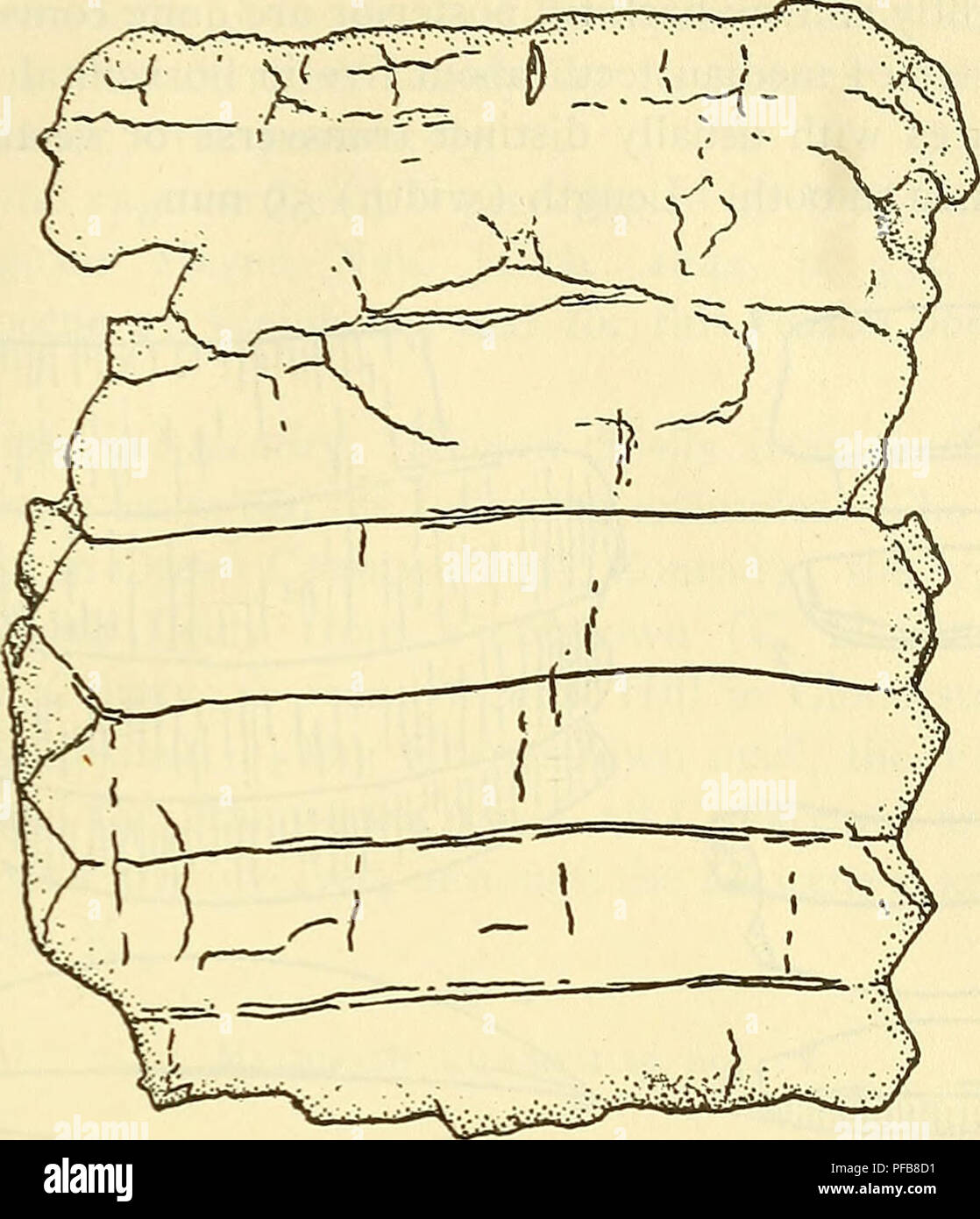 . Eine Beschreibung der Fossile Fische bleibt der Kreidezeit, Eozän und Miozän Formationen von New Jersey. Fische, Fossil, Paläontologie und Geologie. ELASMGBRANCHIL 93. Abb. 47.-Myliobatis rectidens bewältigen. (Von Hussakof.) Staaten ist es aus Marl Ausgrabungen in Harrisonville, Gloucester County. [Diese Mergel sind jetzt mit der Navesink-Hor genannt - nerstown Bett. Die vincentown limesand tritt auch hier und die Miozänen Ton erscheint, auf dem höher gelegenen Hängen im Nachbar-Haube, K.] Ich habe dieses Beispiel noch nicht gesehen haben. Myliobatis obesus (leidy). Myliobates obesus Leidy, Proc. Acad. Nat. Sci. Phila., 1855, S. 396. G Stockfoto