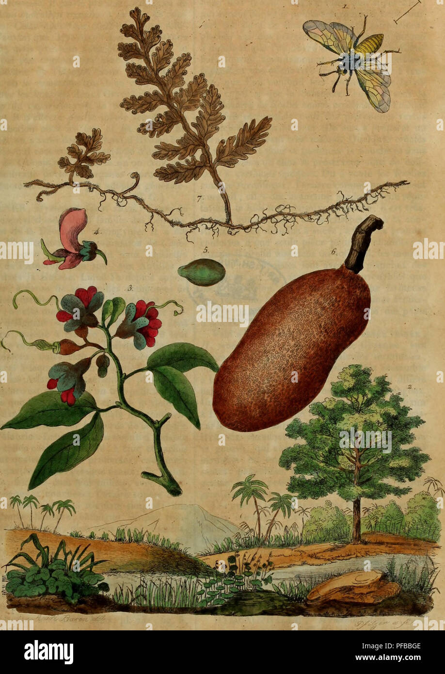 Ein malerisches Wörterbuch der Naturgeschichte und Naturphänomene, das Beschreibungen und Visualisierungen verschiedener natürlicher Vorkommnisse und Prozesse bietet, von atmosphärischen Bedingungen bis hin zu biologischen Systemen. Stockfoto