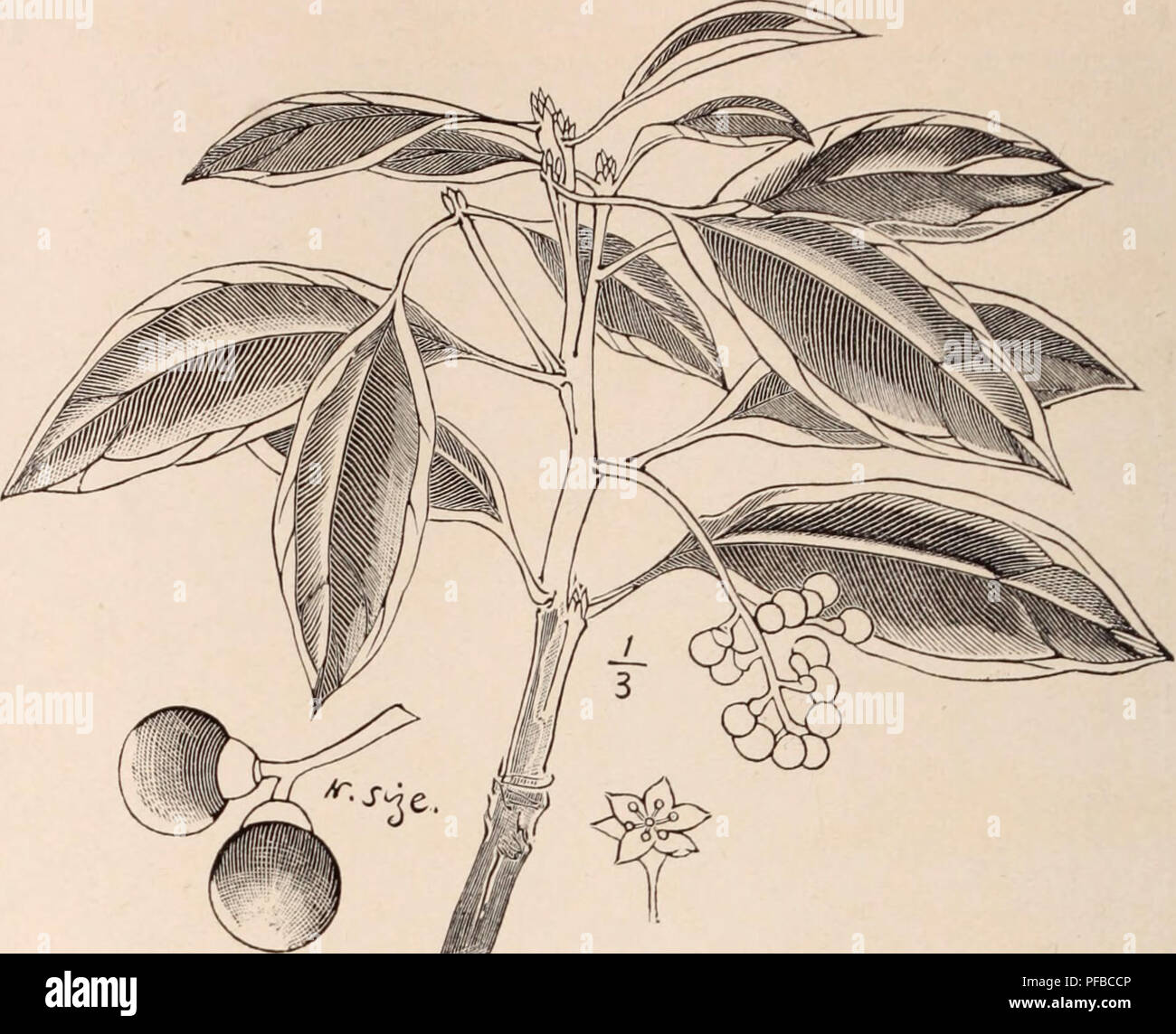 . Beschreibender Katalog der Blüte, dekorative Bäume, Sträucher, Zwiebeln, Kräuter, Kletterer, Obstbäume, &Amp; C., &Amp;, & Amp; c. / Für Verkauf durch die Yokohama Baumschule Co., begrenzt. Baumschule Katalog. 82 KATALOG DER YOKOHAMA BAUMSCHULE Co., Ltd., (1909). pro Pfund. ClethraBaibinervis... $ 2,00 Cleyera Japonica ich 50 Coriius Kousa 1.00" Macropliylla.. 1.00 "OfRciiialis... 2,00 Crataegus Cuneata... 150 DapliiiipliyUum Mac-ropoduin .70 Deiitzia Griech. Ich Co" SCABRA 70 Diospyros Kalii. (Pro-simmon) .50 Distyliuni Kacemosum. 2 00 Edgewortlua Papyri - fera 80 Eliretia Macropliylla. 15.00 Elaeagnus L Stockfoto