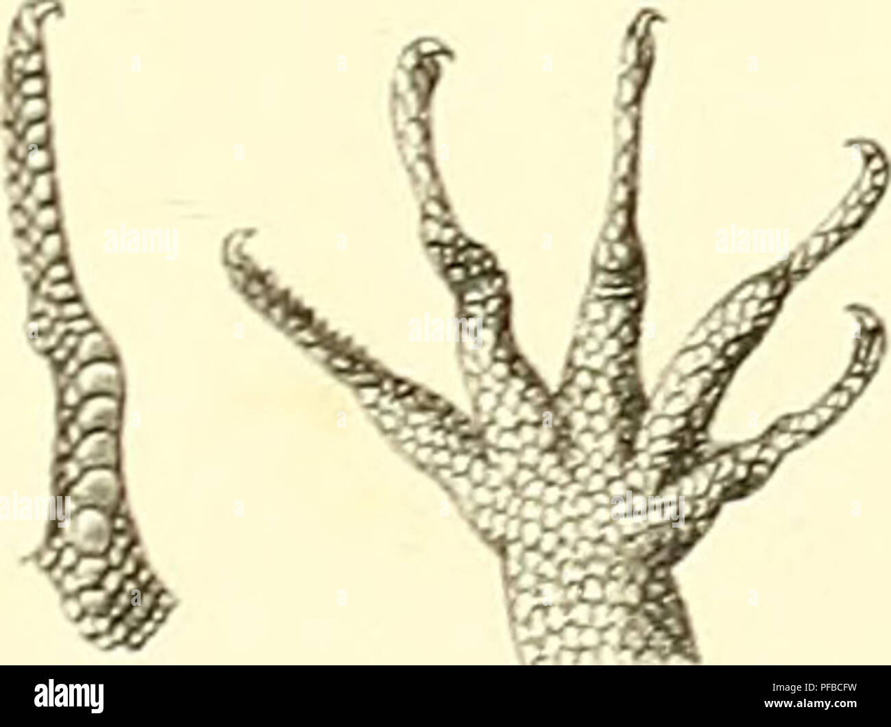 . Beschreibung des Reptilien nouveaux, ou, Imparfaitement connus de la collection du Muséum d'Histoire Naturelle et remarques sur la Classification et les caractères de Reptilien. Muséum national d'histoire naturelle (Frankreich); Reptilien; Reptilien. 12' 16 13. 14. Bitte beachten Sie, dass diese Bilder sind von der gescannten Seite Bilder, die digital für die Lesbarkeit verbessert haben mögen - Färbung und Aussehen dieser Abbildungen können nicht perfekt dem Original ähneln. extrahiert. Duméril, Auguste Henri André, 1812-1870; Stejneger, Leonhard, 1851-1943, der ehemalige Eigentümer. DSI; Muséum national d'histoire Stockfoto