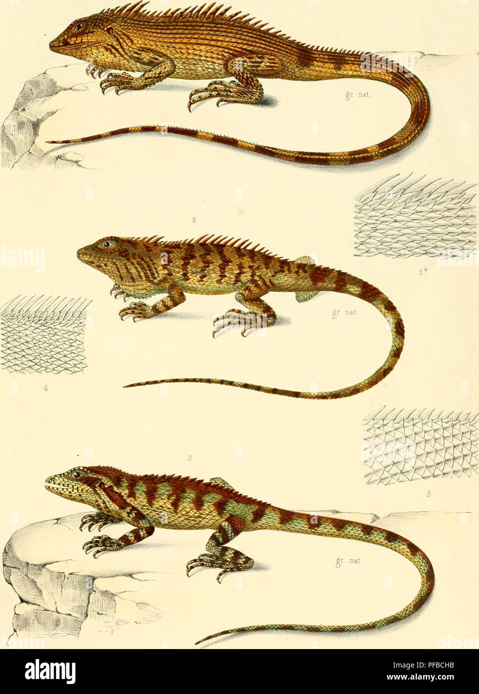 . Beschreibung des Reptilien nouveaux ou imparfaitement connus de la collection du Musée © um d'histoire naturelle et remarques sur la Classification et les caractÃ¨res de Reptilien. © um das Musée national dU +2019 histoire naturelle (Frankreich); Reptilien; Reptilien. Archive du Musée © um. Tom VIII. PL. XXIV..r Alberti pmx' Oudart lith 1 MÃCOLÃP 1 DE TRI-ÃPINEUX, la TEIL DES TÃGUMENTS; 2. MÃCOLÃPIDE HÃRISSÃ; 3. MÃCOLÃPIDE SILLONNÃ; 4 TEIL DES TÃGUMENTS DE BRONCHOCÃLE eine CRINIÃRE, S.-Id. DE GALÃOTE VERSICOLORE. Les Dekor Schwänze sind du doppel Ã delÃ©r. Nat. Gide ti Haud 7-u Â £ di/* urj JjlcyuttfrirÃ¹s Iiih, Fhf Stockfoto