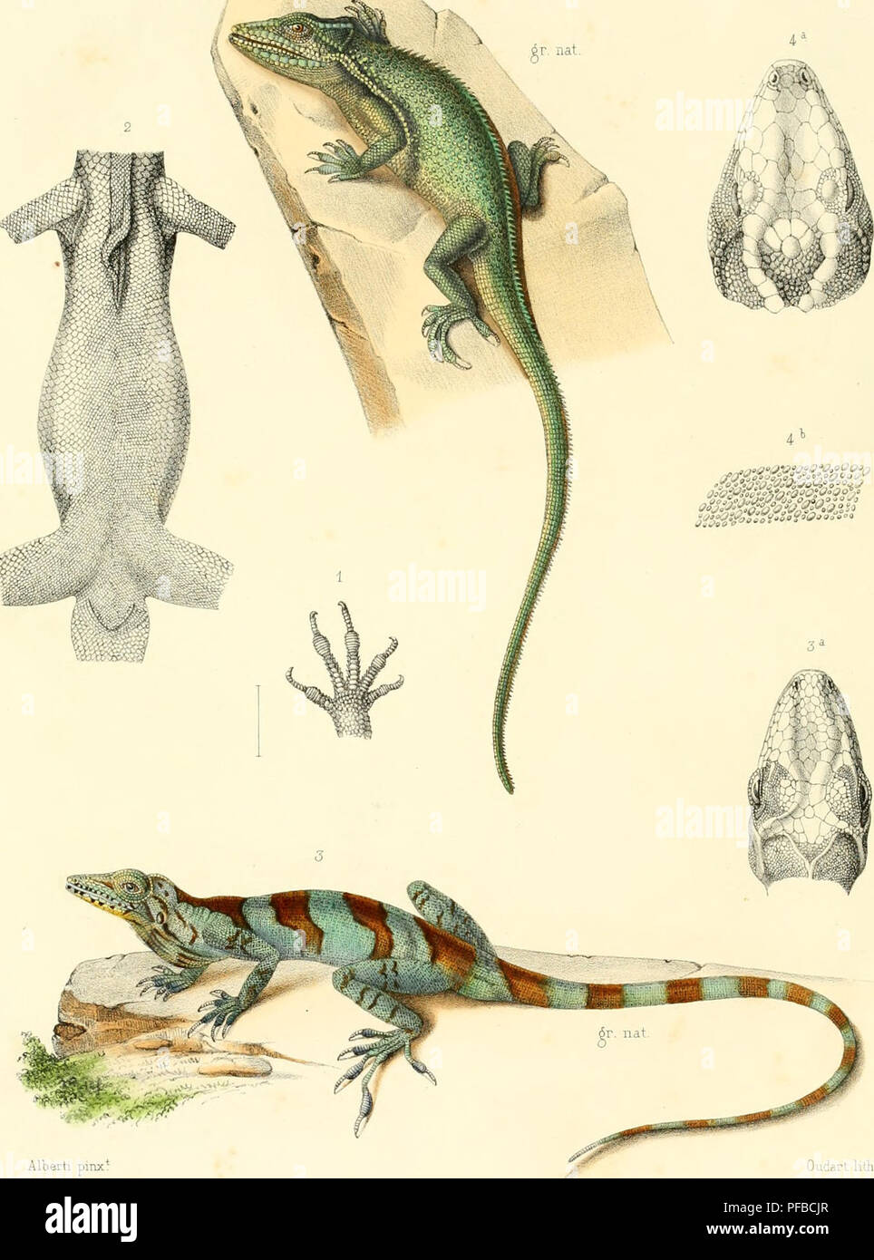 . Beschreibung des Reptilien nouveaux ou imparfaitement connus de la collection du Musée © um d'histoire naturelle et remarques sur la Classification et les caractÃ¨res de Reptilien. © um das Musée national dU +2019 histoire naturelle (Frankreich); Reptilien; Reptilien. Archive duMusÃ © um. abgerissen. VIlI. XIX w. Alberti pinx * Oudart hth 1 MAIN D'ANOLIS RESPLENDISSANT VUE EN DESSOUS. 2 ANOLIS DE VALENCIENNES. 3, 3 ANOLIS ein TRANSVERSALES BANDES. 4 ANOLIS HÃTÃRODERME. 4 Eine et4^ TÃTE ET TEIL DES TÃGUMENTS DU MÃME. Gide. ttJJcuKÃyl. E 'tiLurs': 'â .. Â ¢ â,. ' -. Bitte beachten Sie, dass diese Bilder aus s extrahiert werden Stockfoto