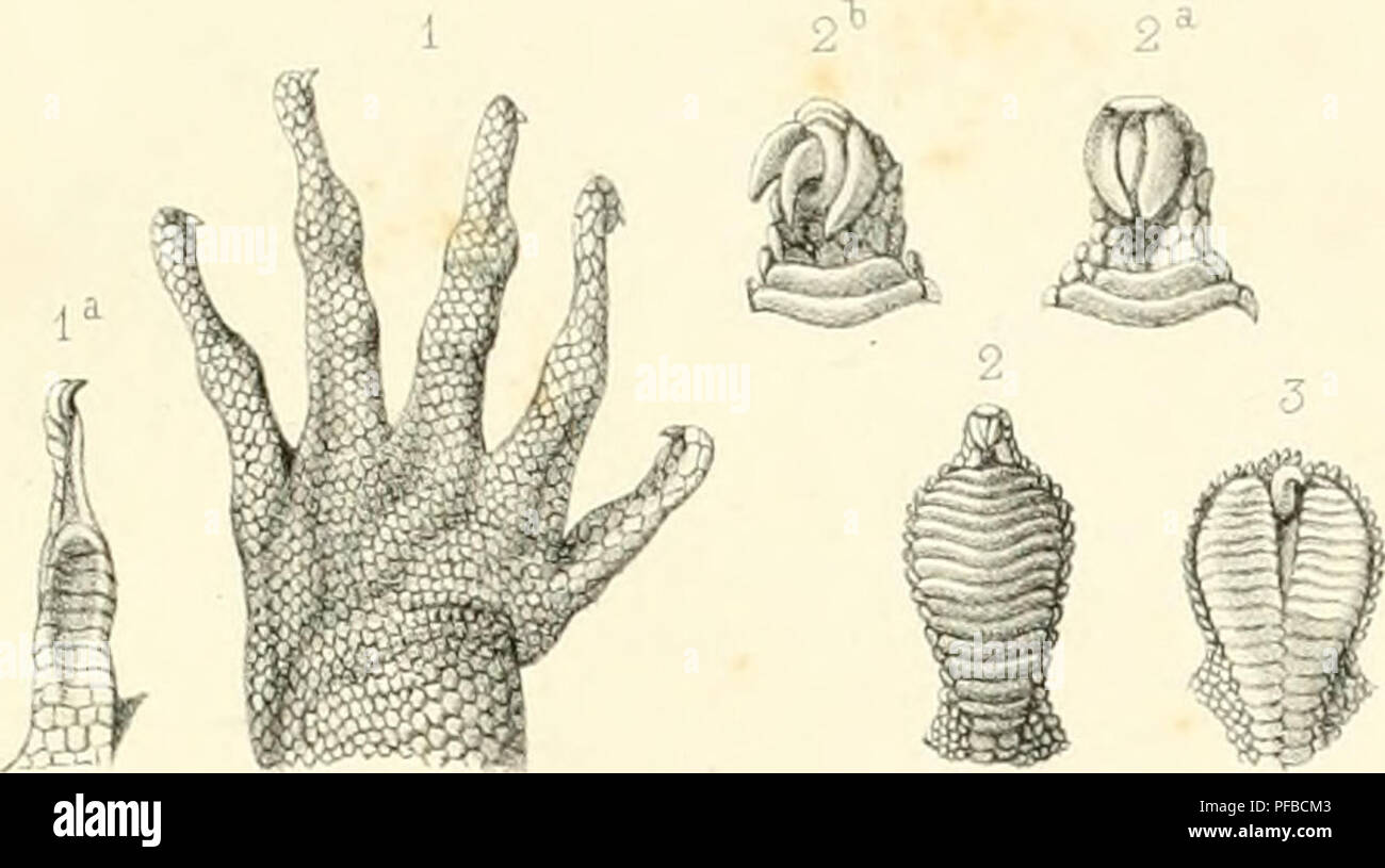 . Beschreibung des Reptilien nouveaux ou imparfaitement connus de la collection du Muséum d'Histoire Naturelle et remarques sur la Classification et les caractères de Reptilien. Muséum national dU +2019 histoire naturelle (Frankreich); Reptilien; Reptilien. ive s du Muséum Tom. Viii. PL.::. m i w 10. Bitte beachten Sie, dass diese Bilder sind von der gescannten Seite Bilder, die digital für die Lesbarkeit verbessert haben mögen - Färbung und Aussehen dieser Abbildungen können nicht perfekt dem Original ähneln. extrahiert. Duméril, Auguste Henri André, 1812-1870. [Paris: Muséum d'Histoire Naturelle] Stockfoto