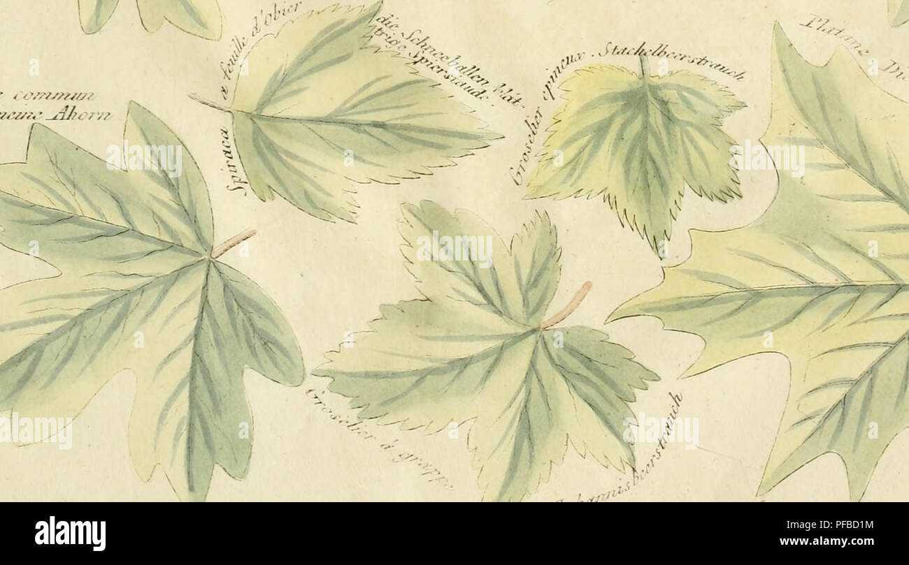 . Beschreibung des principaux parcs et jardins de l'Europe: avec Les remarques sur le jardinage et les Plantagen: enrichi ouvrage d'estampes = Bildliche und beschreibende Darstellung der vorzüglichsten Natur und Kunstgärten in Europa: mit Bemerkungen über Gartenkunst und Anpflanzungen: aus dem Französischen. Gärten und Parks. ., / &Lt;Ich. -^:. j, r^. j. ^M '*. Bitte beachten Sie, dass diese Bilder sind von der gescannten Seite Bilder, die digital für die Lesbarkeit verbessert haben mögen - Färbung und Aussehen dieser Abbildungen können nicht perfekt dem Original ähneln. extrahiert. Schindelmayer, K Stockfoto