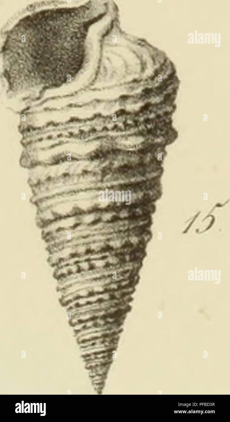 JECOMPRIS 8-teiliges Schneckenfossilien Set - Simulationsmodelle Für Unterricht & Deko