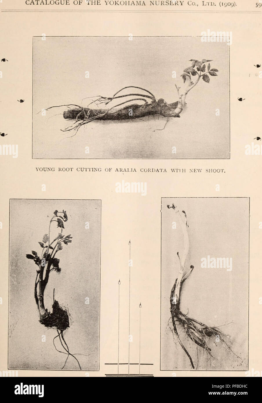 . Beschreibender Katalog der Blüte, dekorative Bäume, Sträucher, Zwiebeln, Kräuter, Kletterer, Obstbäume, &Amp; C., &Amp;, & Amp; c. / Für Verkauf durch die Yokohama Baumschule Co., begrenzt. Baumschule Katalog. Alte WURZEL ARALIA CORDATA Wrril ein junger Trieb. ULANCHED junger Trieb von ARALIA CORDATA ÜBER 2 FT. Lange, • J'AKEN AUS DEM BETT ZWINGEN.. Bitte beachten Sie, dass diese Bilder sind von der gescannten Seite Bilder, die digital für die Lesbarkeit verbessert haben mögen - Färbung und Aussehen dieser Abbildungen können nicht perfekt dem Original ähneln. extrahiert. Yokohama Ueki Kabushiki Kaisha.; Yokohama Ueki K Stockfoto