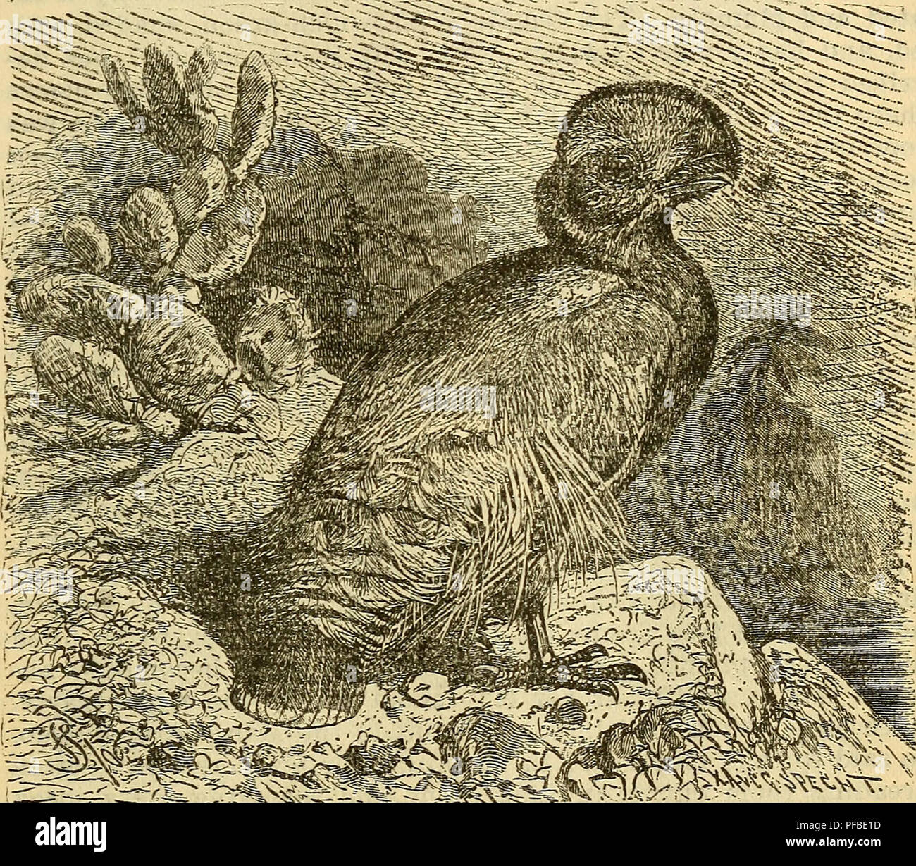 Charles Darwins Arbeit über die Abstammung des Menschen untersucht natürliche Zuchtwahl und sexuelle Zuchtwahl. Darwin erforscht das Ausstellungsverhalten männlicher Tiere, wie des Pfauens, und stellt fest, dass Männchen oft ihre physischen Eigenschaften zeigen, um Paare anzulocken, wobei einige Arten, wie z. B. Auerhühner, an bestimmten Orten Ausstellungen durchführen. Stockfoto