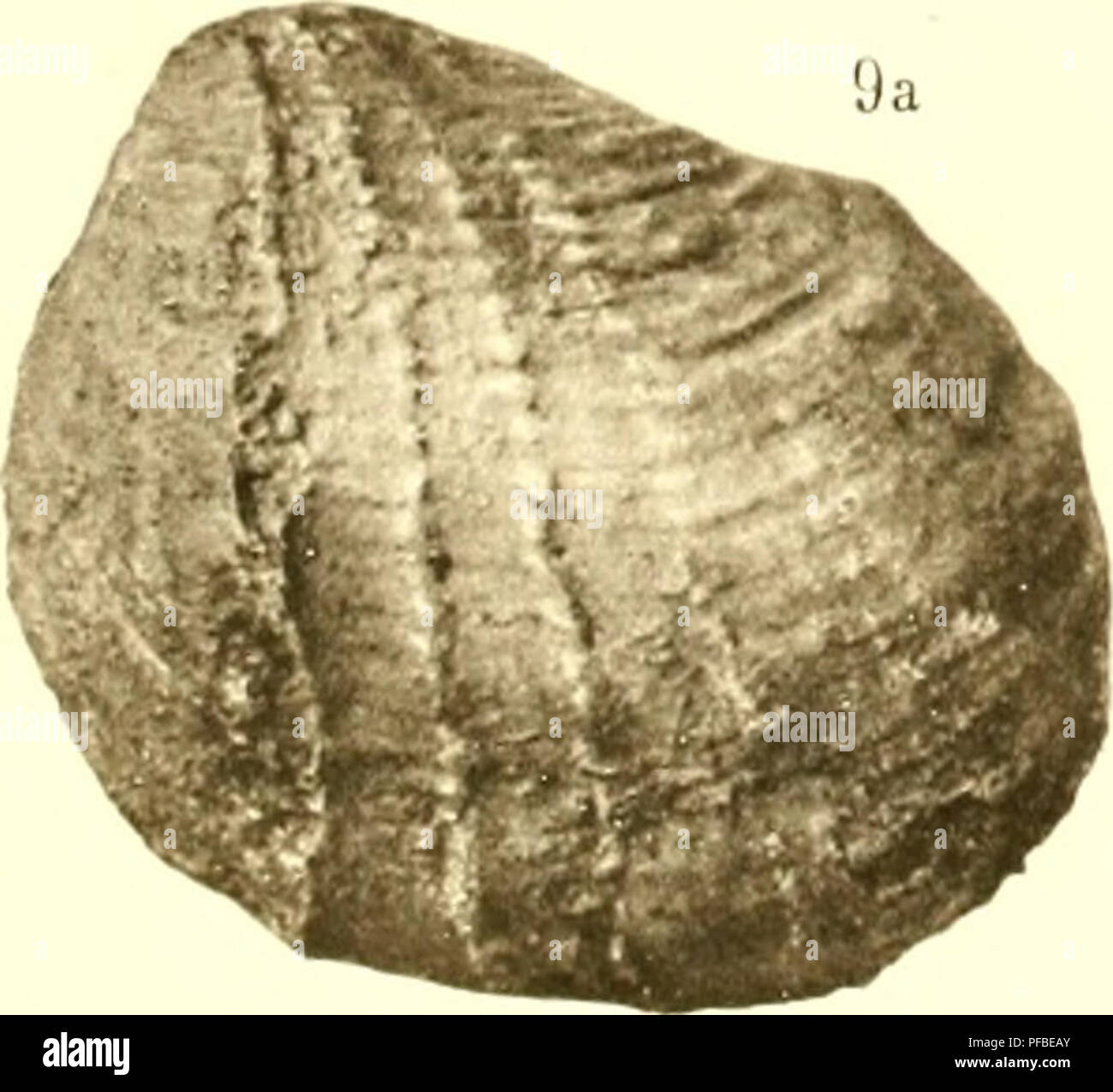 . Beschreibung de la Faune jurassique du Portugal: Mollusques lamellibranches: Premier ordre, Siphonida. Muscheln, Fossil, Paläontologie, Paläontologie. l,;, niclli!&gt; ivui. Lir. s. / Y //. Bitte beachten Sie, dass diese Bilder sind von der gescannten Seite Bilder, die digital für die Lesbarkeit verbessert haben mögen - Färbung und Aussehen dieser Abbildungen können nicht perfekt dem Original ähneln. extrahiert. Choffat, Paul, 1849-1919. Lisbonne: Imprimerie de l'Académie royale des sciences Stockfoto