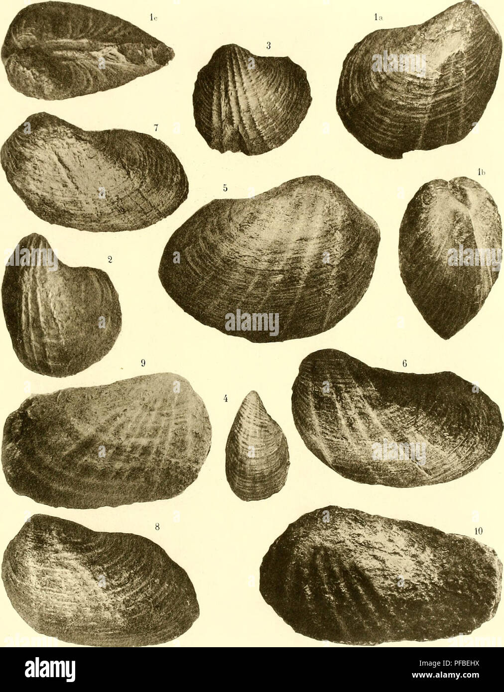 . Beschreibung de la Faune jurassique du Portugal: Mollusques Lamellibranches. FAUNE JUÎl/SSIQUE DU PORTUGAL au (', 'iiti HOFFAT (Mliljranchos. PL//.. cTicf e '^Tl (9,0). È' aiU: o.o^'-é-Otc-t^:. S.? cxp - Seele.. Bitte beachten Sie, dass diese Bilder sind von der gescannten Seite Bilder, die digital für die Lesbarkeit verbessert haben mögen - Färbung und Aussehen dieser Abbildungen können nicht perfekt dem Original ähneln. extrahiert. Choffat, Paul, 1849 -. Lisbonne. Imprimerie de l'Académie royale des sciences Stockfoto