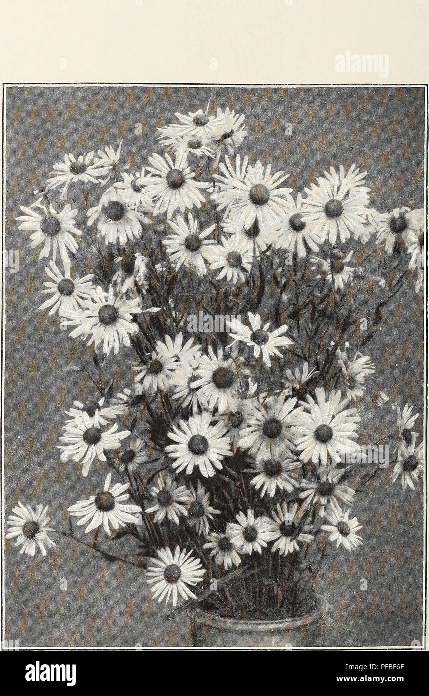 . Beschreibender Katalog Der neue und seltene Samen, Pflanzen, und den Lampen. Die Glühbirnen (Pflanzen) Kataloge; Blumen Samen Kataloge; Pflanzen, Zierpflanzen, Gemüse Samen Kataloge Kataloge; Gartengeräte und Zubehör Kataloge; kommerzielle Kataloge New Jersey. PvRETHRUM ULiGiNosuM. Die riesigen DAISY. (Siehe gegenüberliegende Seite). Bitte beachten Sie, dass diese Bilder sind von der gescannten Seite Bilder, die digital für die Lesbarkeit verbessert haben mögen - Färbung und Aussehen dieser Abbildungen können nicht perfekt dem Original ähneln. extrahiert. United States Baumschulen; Krug, James R; Manda, W.; Pitc Stockfoto