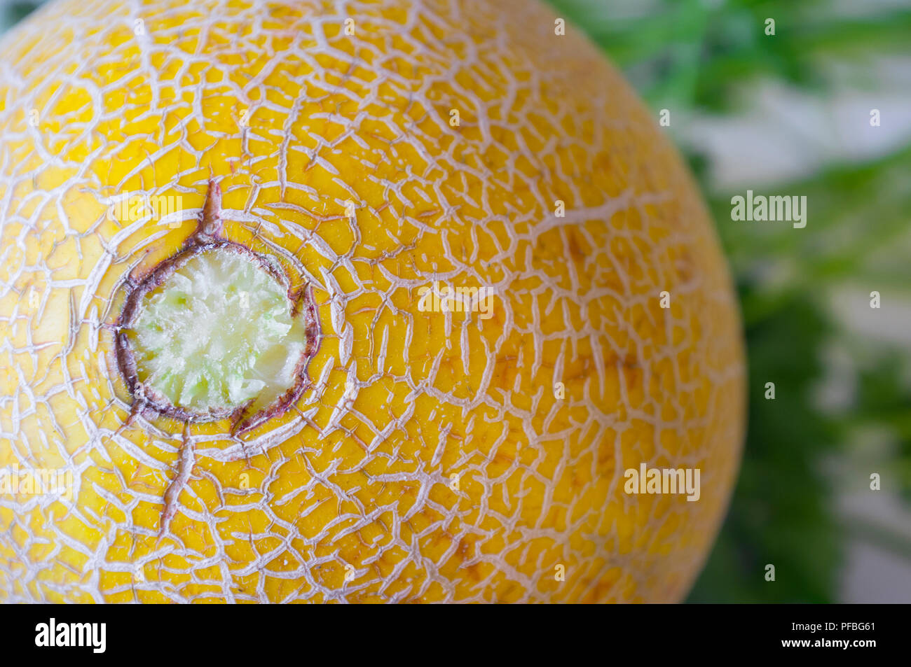 Galia-melone Haut über petersilie Hintergrund. Nahaufnahme Stockfoto