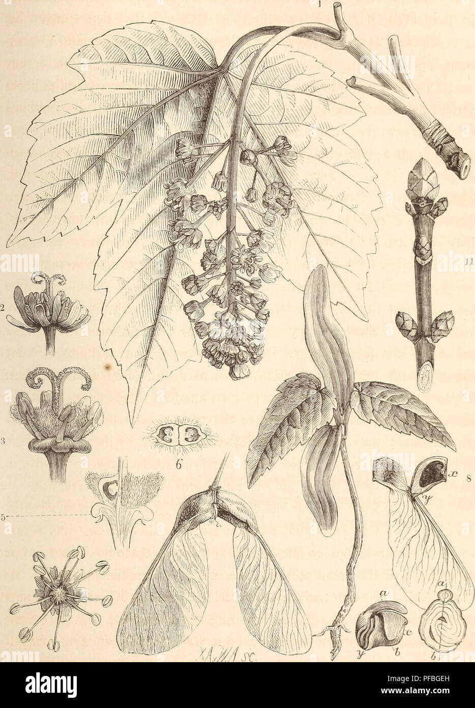 . Der Wald. Die Wälder und die Forstwirtschaft; Bäume. 523 LXXVIH.. 4 7 12 10 Ã¼ 3) cr^crÃ - ober j] cnKiiic^ Ibcvii, Acer psoiuloplatanu. s I*PL^l^ uMl^ lnâ¢ Tnc^; 2. AVUibtKivc i^ivittciHiitlic;: >. iTicfeU 'c uA)^^ MiinuviiialMiic L¢l¢.: lm^ lattcr AUiMiciit'; 1. - Aiuiiuilidu iMÃ¼thc, ct'Ciifo; â Ã¶. iTcr? iiid) tfiuncii, liiifv^ mit (U'Ã¶ ffiiftcm aiiu liiifcii 5-it: Fach; (quciMucbidmittcu iTcricIlH'; 7. J^LnnHMfhuidfnidn; S. OftiiuMiic JlÃ¼iU" lfni.-ln mit Jn-fiMltoiKiu^ aiucufaci), RCV luub vcdite * lH-iaiiiH - | cfdiKificncu AvudUuMiit licsU ^C^3 aincx. y-;!). rviiciTitrd> ilMiit Stockfoto