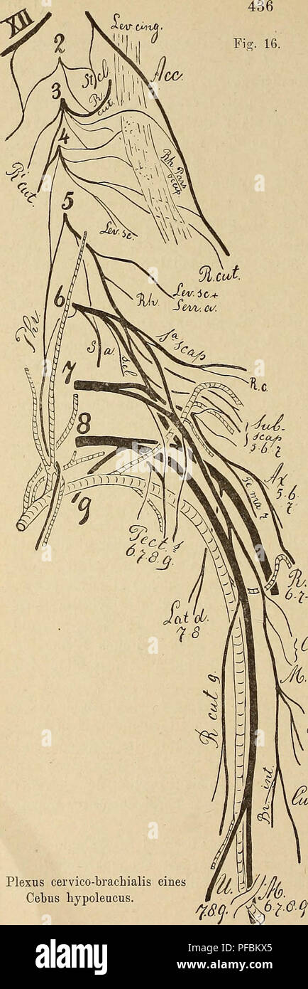 . Der Plexus zerviko-Positionen der Primaten. Plexus brachialis; Primaten. (Ccr-Ov. Plexus zerviko-Positionen eines Cebus hypoleucus. kommen sclieint, bei Altweifaffen jedoch vermisst wird. Der Ner-vus suprascapu-Laris ist nämlich nicht rein Moto-risch, sondern gemischt. Ehe er sterben Incisura schulterblatts er-reicht, giebt er einen Sensibelen Ast ab. Of this verläuft mit dem motorischen Endast unter den Ligamen-tum Transver - Summe, oder, wie bei Mycetes durch das Foren - Männer in derFossa supraspinata, giebt sodann la-teralwärts, lagert sich zwischen Clavicula nnd Processus Cora-coides, des-sen o Stockfoto