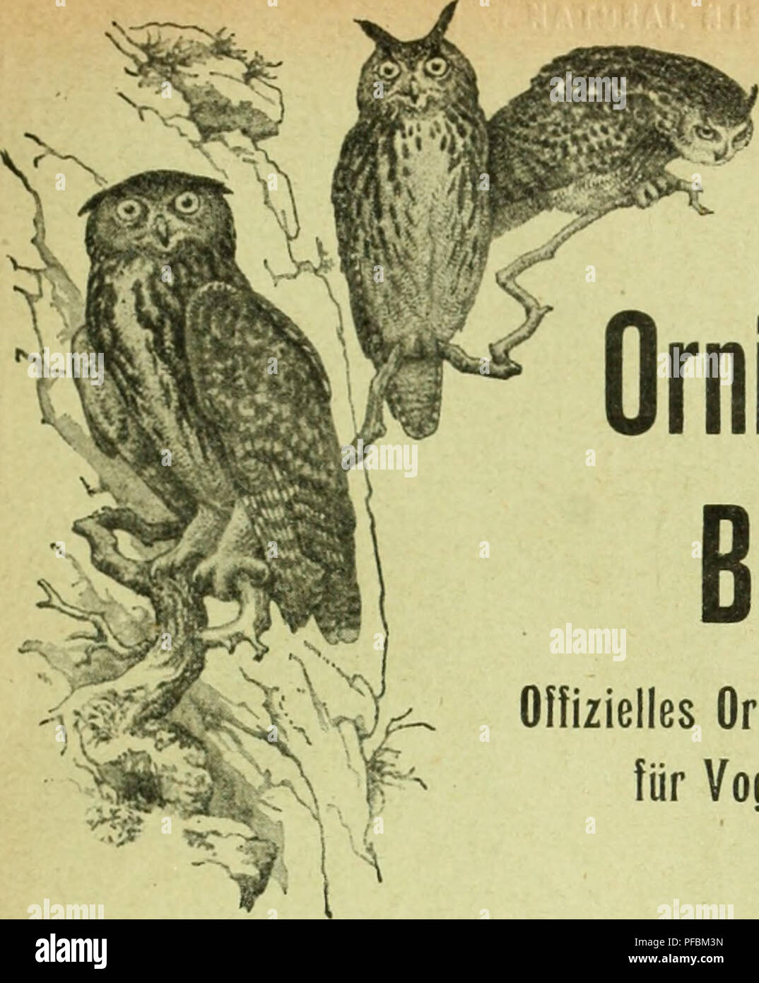 . Der ornithologische Beobachter. Vögel, Vögel. Der ornithologische Beobachter Olfizielles Organ der Schweizer. Gesellschaft für Vogelkunde und Vogelschutz L'OrnithoIogiste Organe officiel de la Soci6t6 suisse pour I'^ tude des Oiseaux et leur Schutz Abonnementspreise: Schweiz: bei der F. xpedition werden, stellt jährlich Fr 5. - Bei der Post lieferpriorität. "5. 20 Ausland" 6. - Prix des Abonnements: Suisse: par le Bureau de l'ex-p^A usgabe Frs. 5. - Par la Poste.... "5.20 Etranger" 6. - Vif Jahrgrangr Äff* Annee 1917-1918 H e f t • "Fascicale 6 Inhalt: Sommaire: Zu den Herbstzuglieobacht Stockfoto