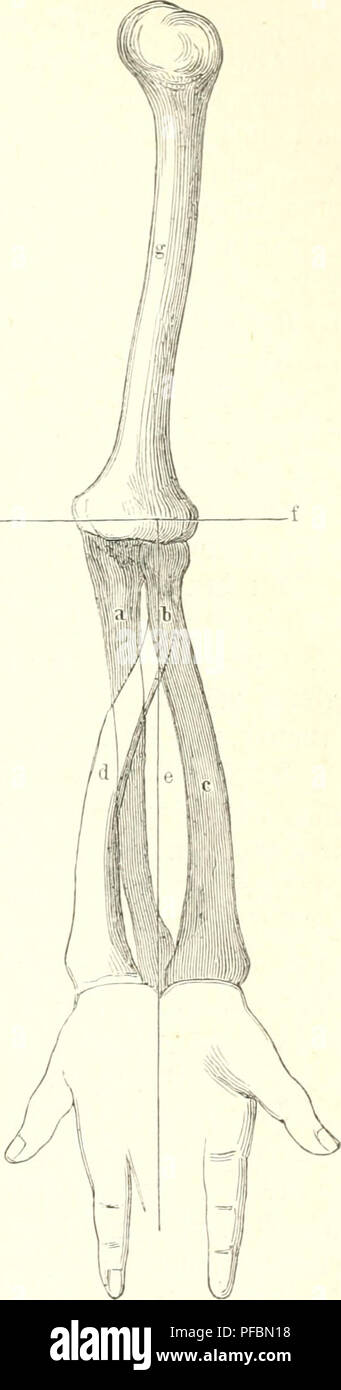 . Der Mensch. Anthropologie; die menschliche Anatomie, Physiologie. SSorberarmBerocgungen. 417 gelegte Stt^fe. ^ icm 9 i'abbrc (jung ber Speicfic, raelrf) (elUcrc von ber 3 trt ber 53 eit) e=gungen iijxtn dlamcn (jerleitet, roirb baburd; ermög (Ic () t, bafj fiel; ber Ich? opf ber Speid^e in einem @e (enfai!! Ofd) nitte ber © Er frei bretjenb deraegen Tann. ? 3 ei rcdjtiüiufelig Gebeugtem 3 U* mich treten biefe Üiabbrefiungeu bc § Speidienbciney Zügel in bie SSrfdjeinung. il^^e Speid ürbe bie ein üollfommen gerablini=ger^ nodjen fein, fo mürbe fie Fid) Burd; bie S^obbreljung luic eine SSal^e nur um iljre Sängendjfe brefjen, otjn Stockfoto