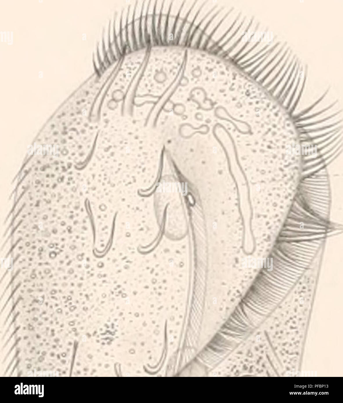 . Der Organismus der Infusionsthiere. Infusoria; Ciliata; Flagellata. ,/. Bitte beachten Sie, dass diese Bilder sind von der gescannten Seite Bilder, die digital für die Lesbarkeit verbessert haben mögen - Färbung und Aussehen dieser Abbildungen können nicht perfekt dem Original ähneln. extrahiert. Stein, Friedrich, 1818-1885. Leipzig, W. Engelmann Stockfoto