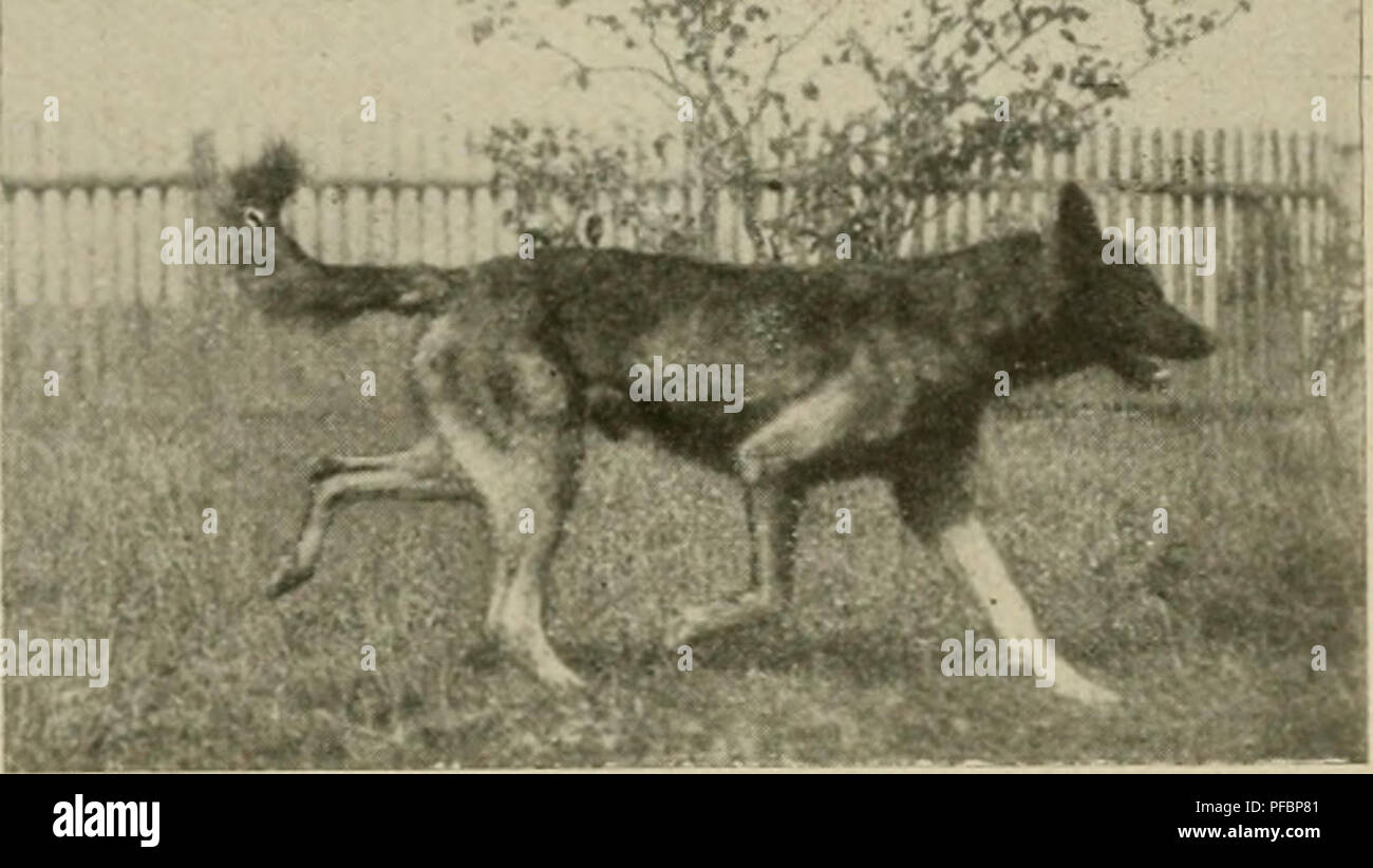 . Der Deutsche Schäferhund in Wort und Bild. Deutsche Schäferhunde. Der natürlid} 8 ILxah öes f) unöes gebt über öen flach Boöen roeg unb joll jteppenö loeöer rein fein, nod] öie jogenannte bolje flftton öes ich} odjtrabers. zeigen. Öer strecfung Doröerläufe ijt nidjt | o ftraff tote beim Pferöe sterben,, Audi öas Dorbringen öiefer £ äufe roeidjer erfolgt, ge=Fd) Tnei 6 iger, öer Gan 3 de minöer gefdilofjenen Bauart öes £} unöes ent-jpredienö. 3e flaÄer öer j} unö mit ruhigen geräumigen Sdnitten tritt, je mebr Boöen äh öabei nimmt, öefto ineljr begünitigt öas föröern^ öes unö DoriPärtsfommen flusöauer. Sterben © äh Stockfoto