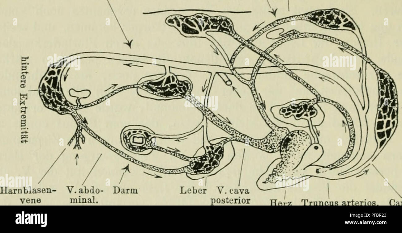 . Der Frosch; zugleich eine Einf in das praktische Studium des Wirbeltier-Krs. Frösche. 60 Region, nämlich aus den hinleren Extremitäten, den Nieren, der Leber, dem dann in den Sinus venosus. (Abb. 33.) Nummern-oper vorderen Hohlvenen führen dagegen Sterben einerseits das im Kopf und den vorderen Extremitäten gewordene Blut venös, andererseits das von der Vena cutanea Magna empfangene, in der Haut arteriell gewordene Blut zurück. Der Sinus venosus entleert-Inhalt in die rechte Vorkammer, sterben somit Blut gemischter Qua-lität erhält. Die Lungenvenen dagegen füllen Sterben hnke Vorkammer mit rein arteriel Stockfoto